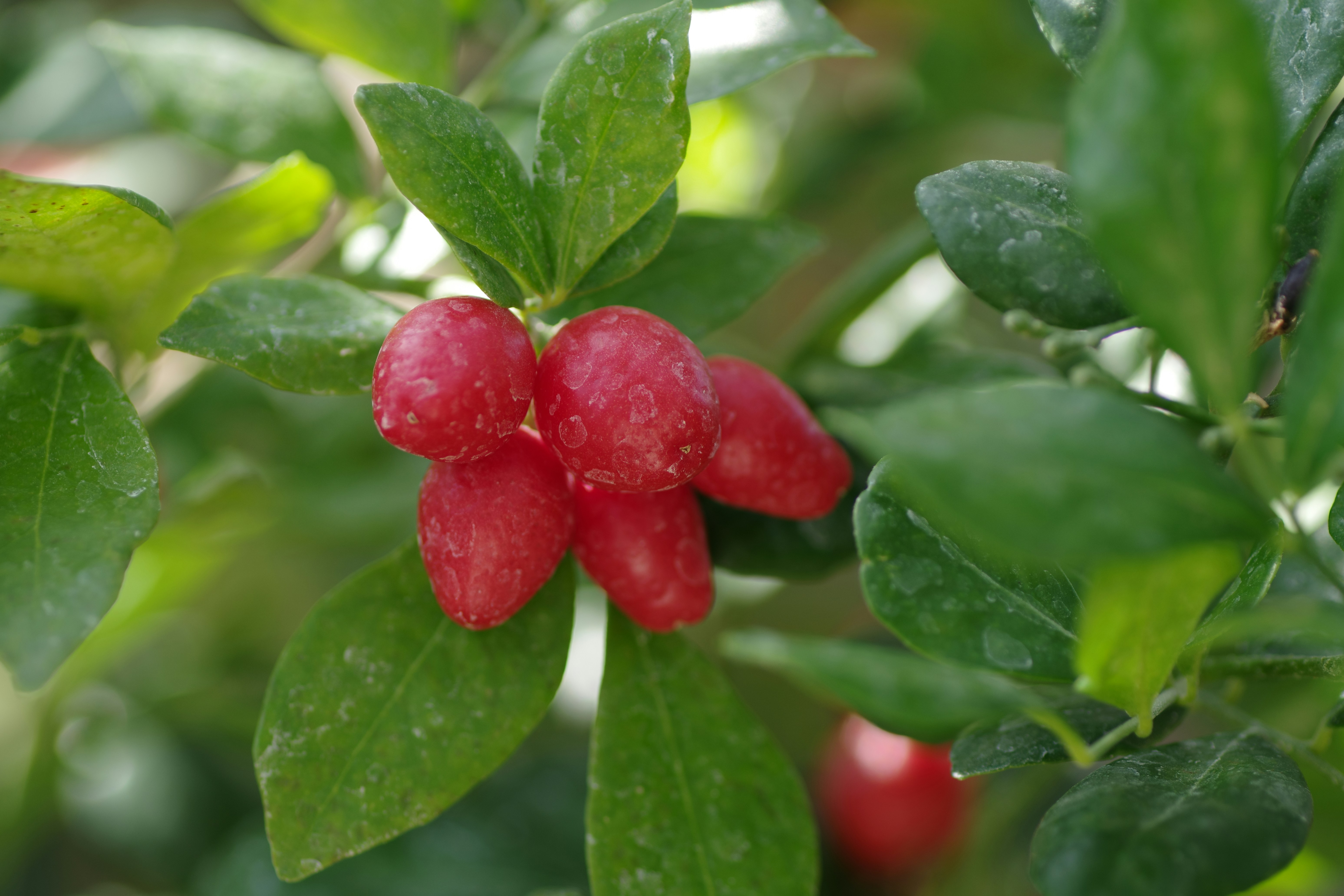 Red berries grow among green leaves.
