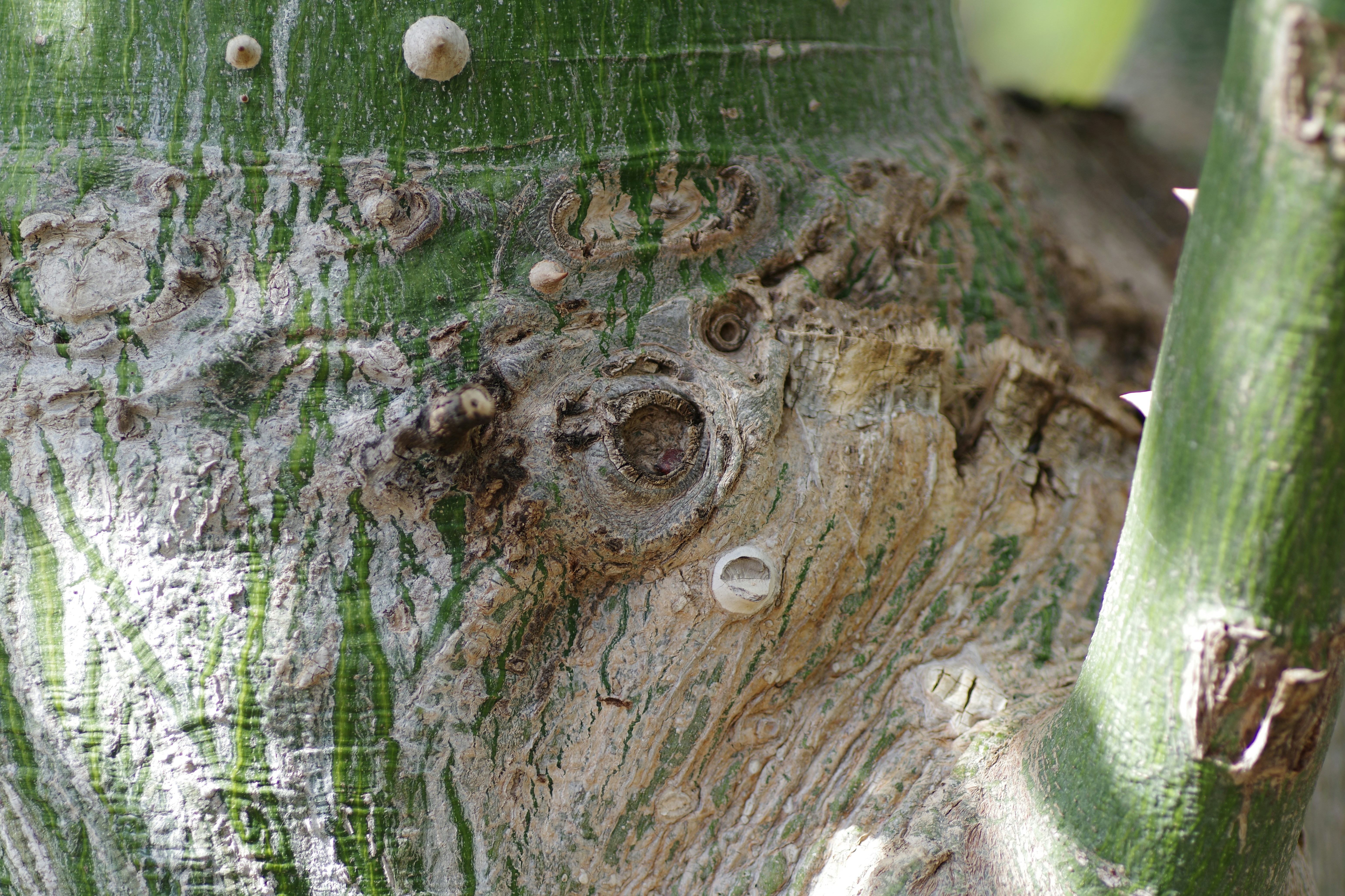 photo 1744451019804 7ee41d0189d1?crop=entropy&cs=tinysrgb&fit=max&fm=jpg&ixid=M3w1MjQ0NjR8MHwxfHNlYXJjaHwxMnx8UGVzdCUyMENvbnRyb2wlMjBTZXJ2aWNlJTIwVGl0dXN2aWxsZSUyMEZsb3JpZGF8ZW58MHwwfHx8MTc2MDMxODg3Mnww&ixlib=rb 4.1