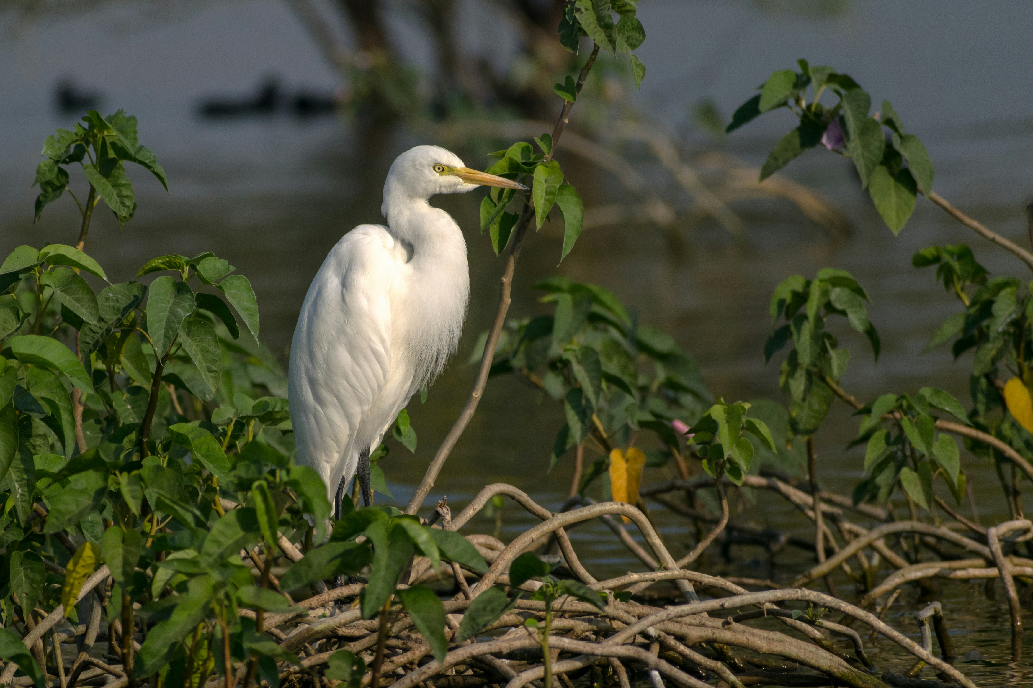 Photo by sonika_agarwal