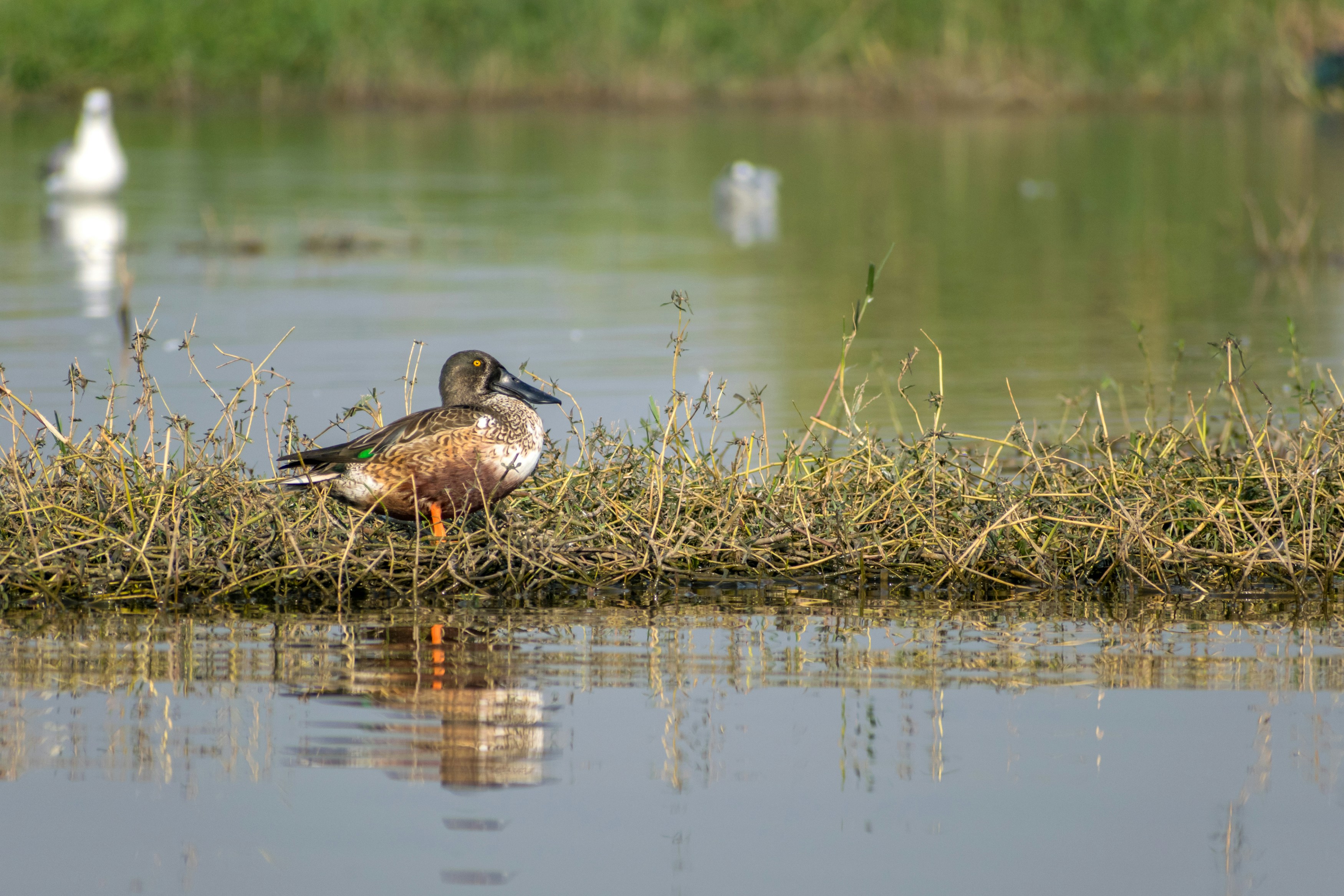 Photo by sonika_agarwal