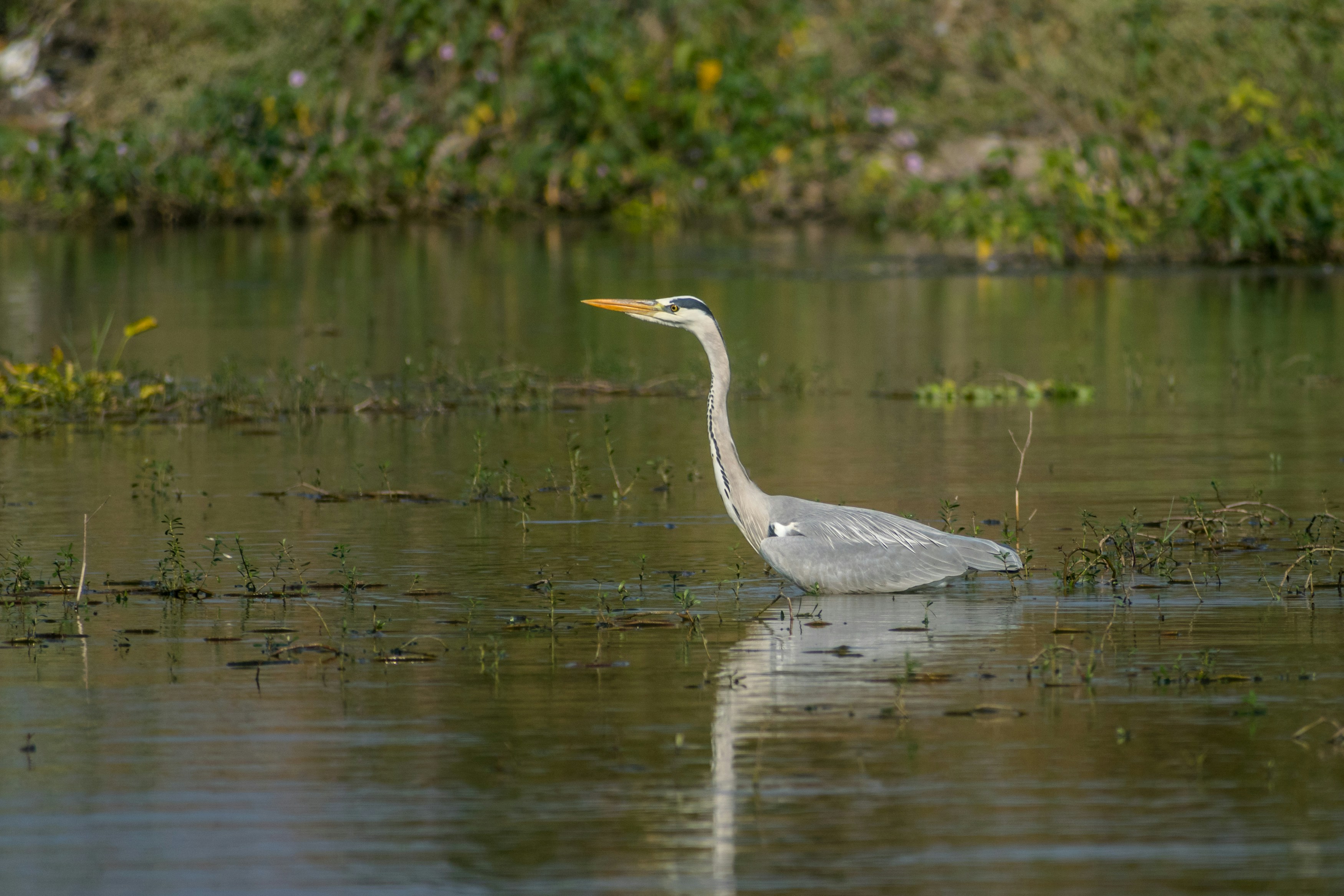 Photo by sonika_agarwal