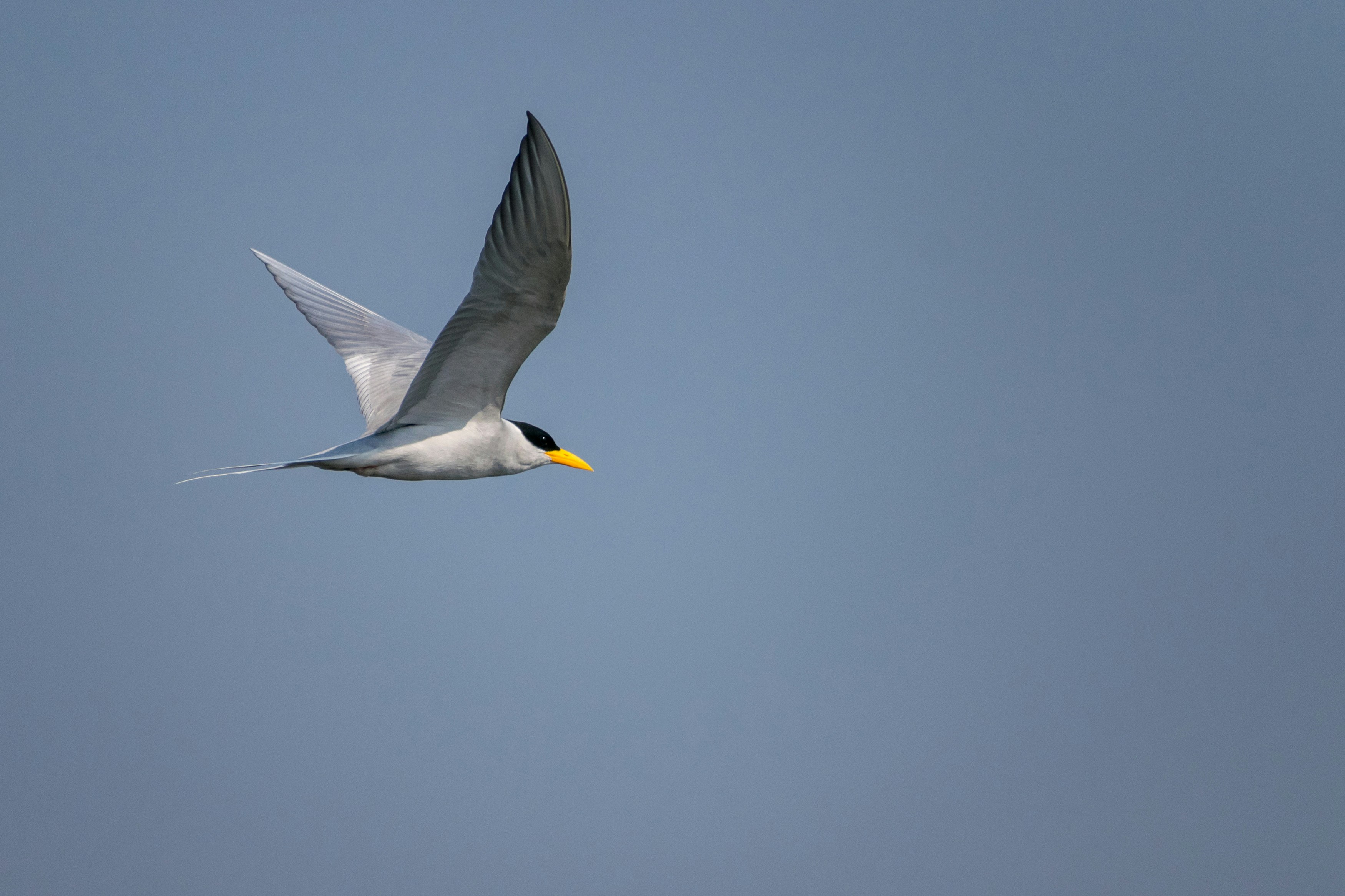 空をイメージする鳥 空を飛ぶ鳥[22321009058]の写真・イラスト素材｜アマナイメージズ
