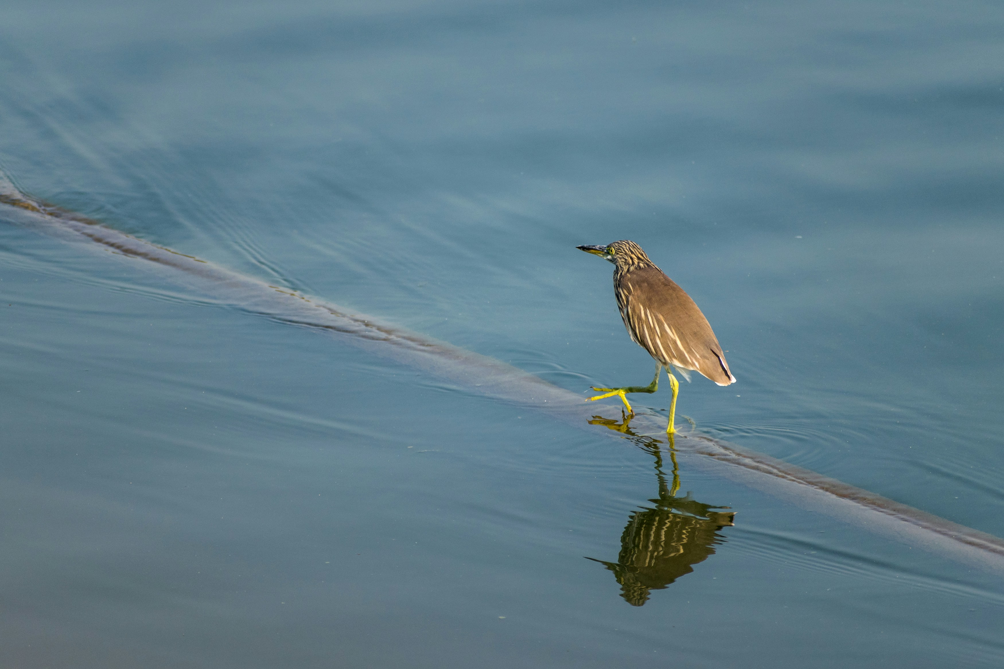 Photo by sonika_agarwal