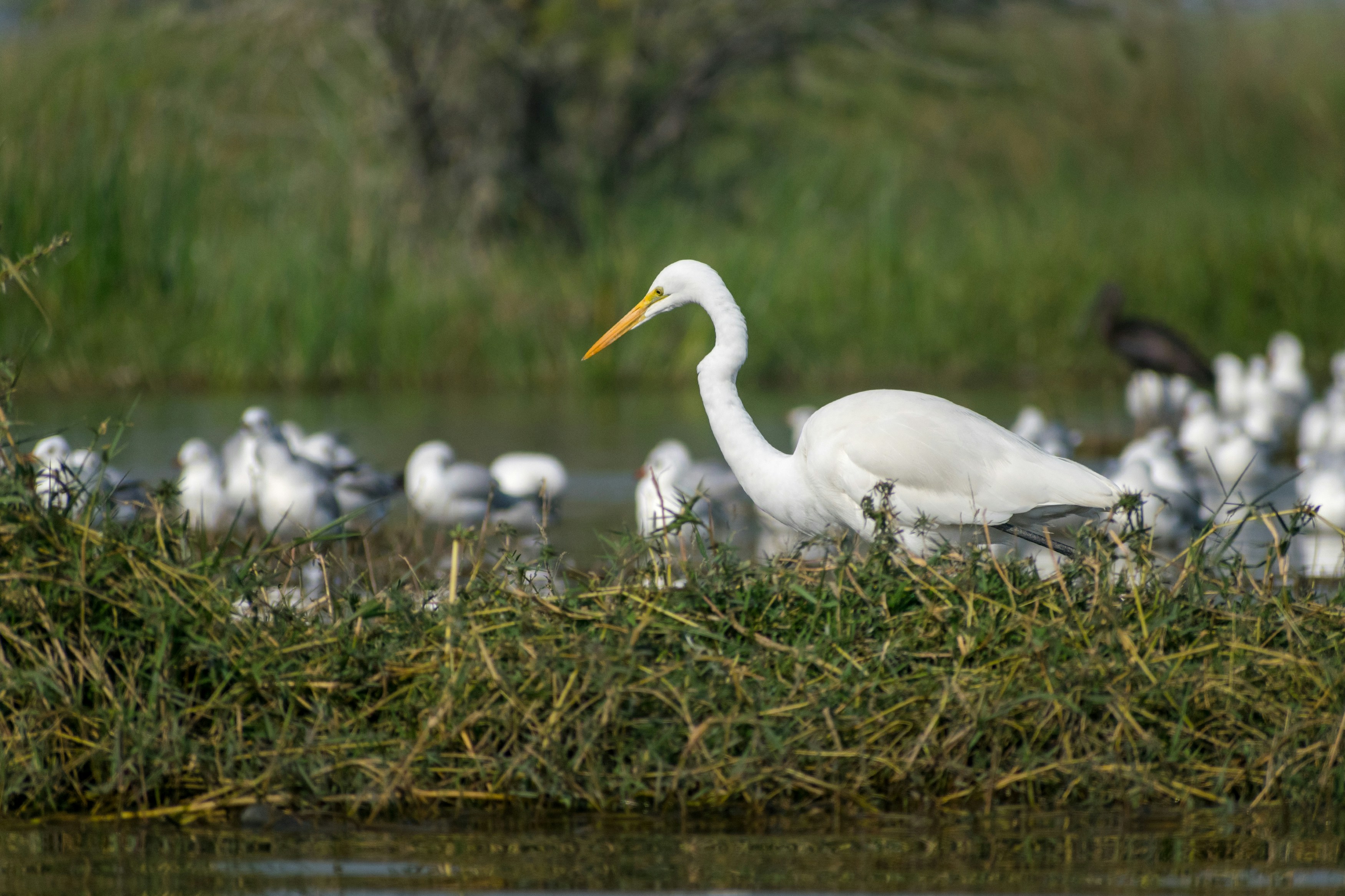 Photo by sonika_agarwal