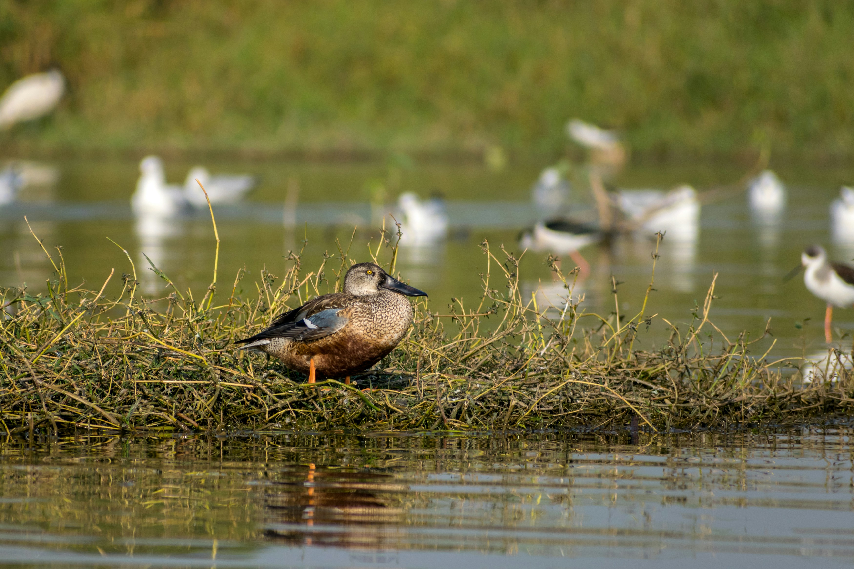 Photo by sonika_agarwal