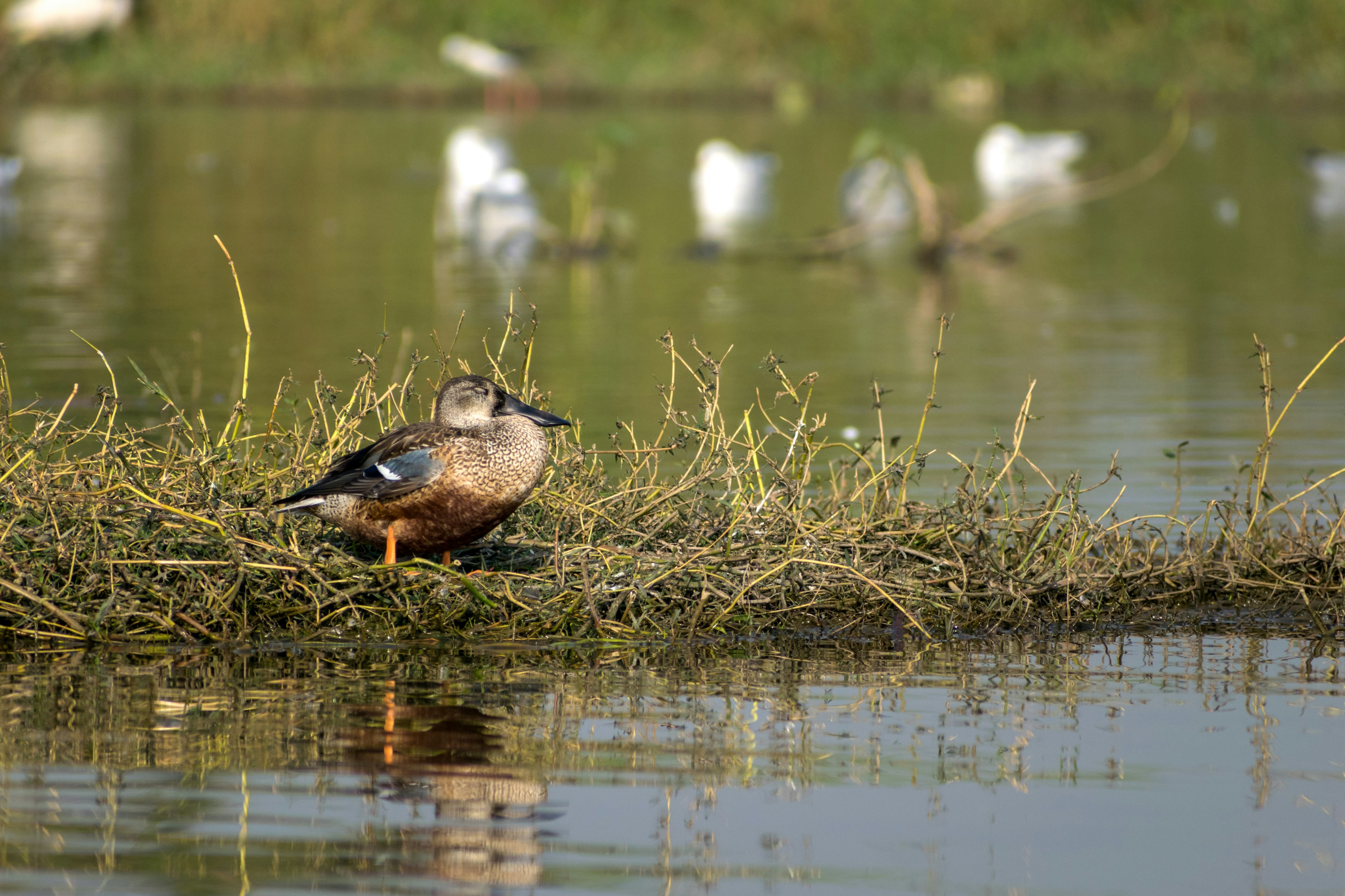 Photo by sonika_agarwal