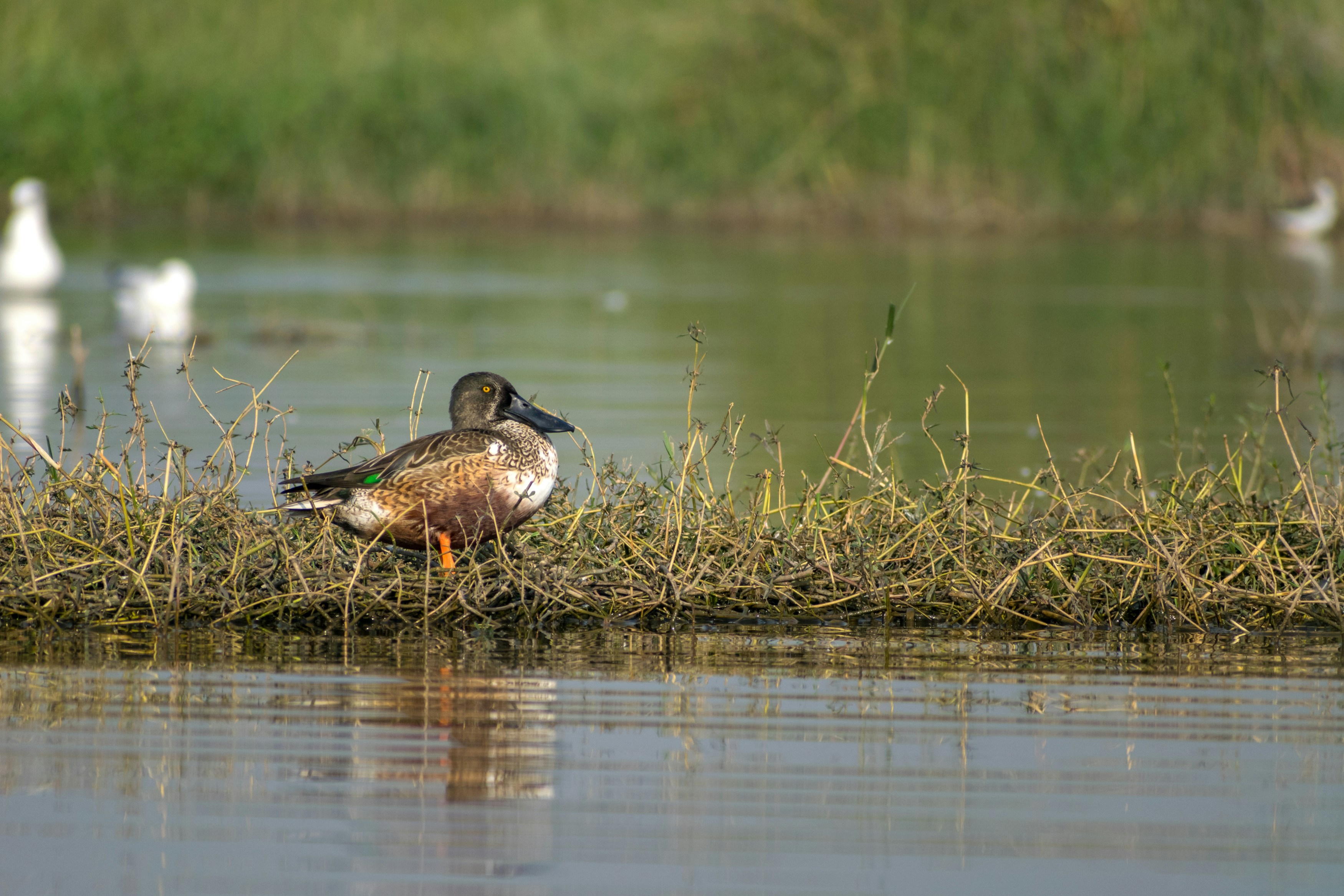 Photo by sonika_agarwal