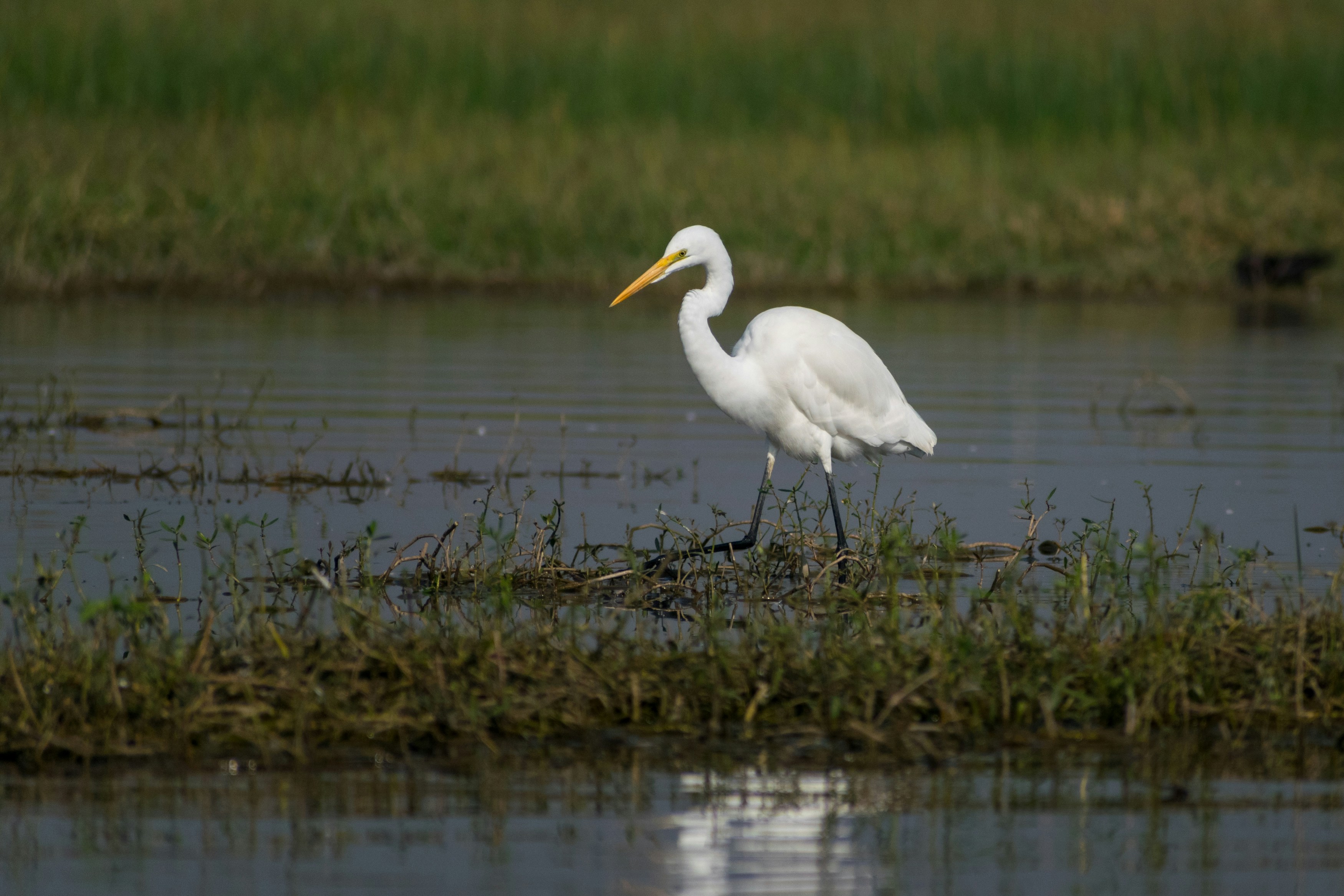 Photo by sonika_agarwal