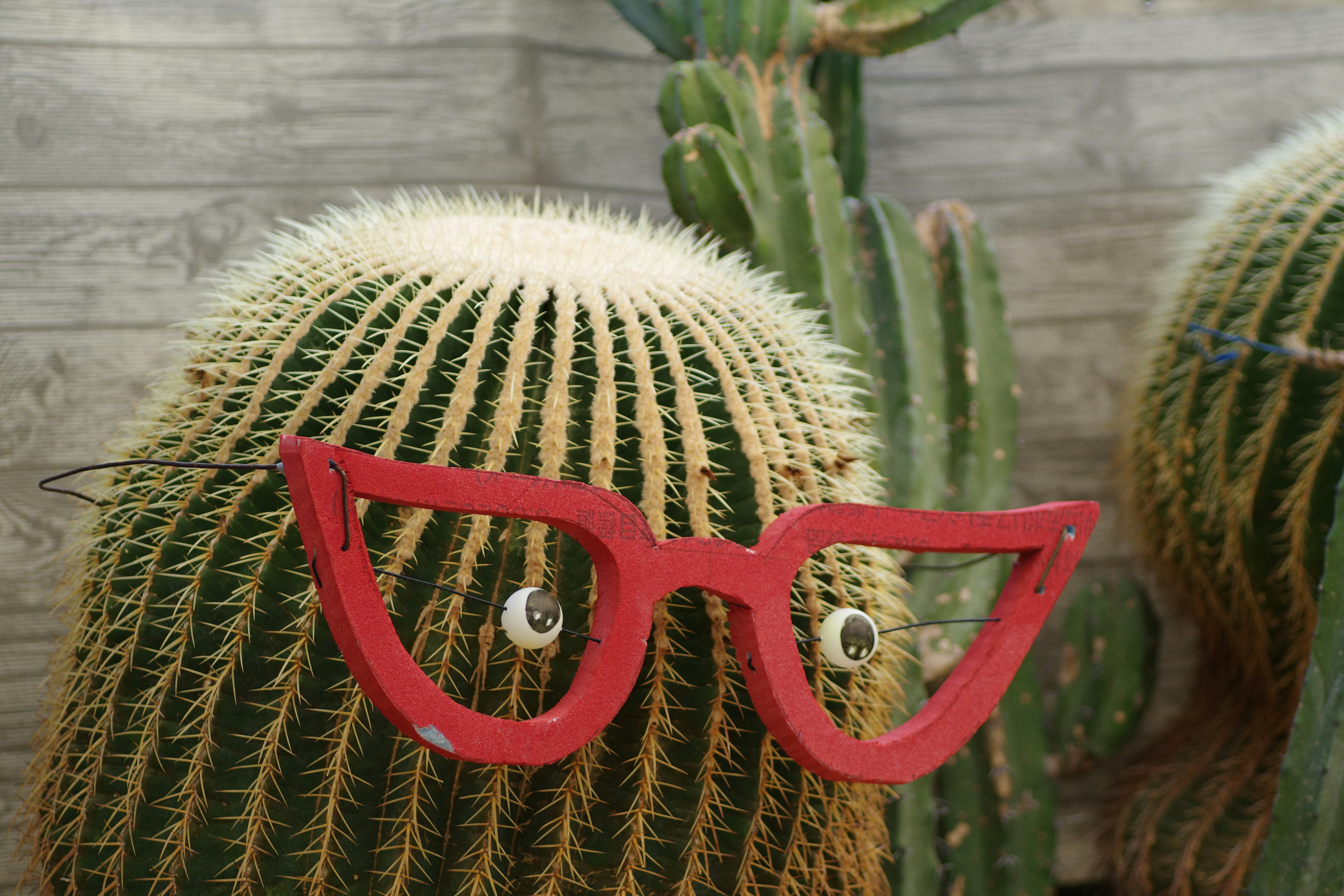 Ein Kaktus trgt eine rote Brille. Foto  Kostenloses Bild zum Thema Lila  auf Unsplash