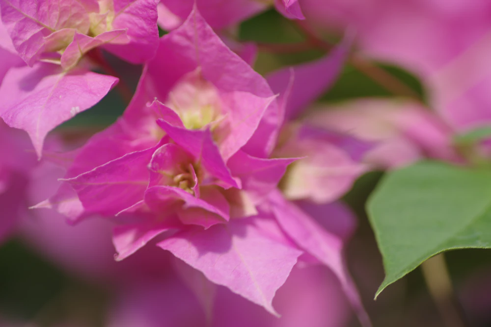 Vibrant pink bougainvillea, a signature Coachella Valley bloom