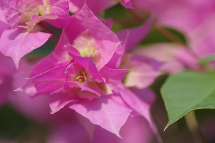 Vibrant pink bougainvillea arrangement
