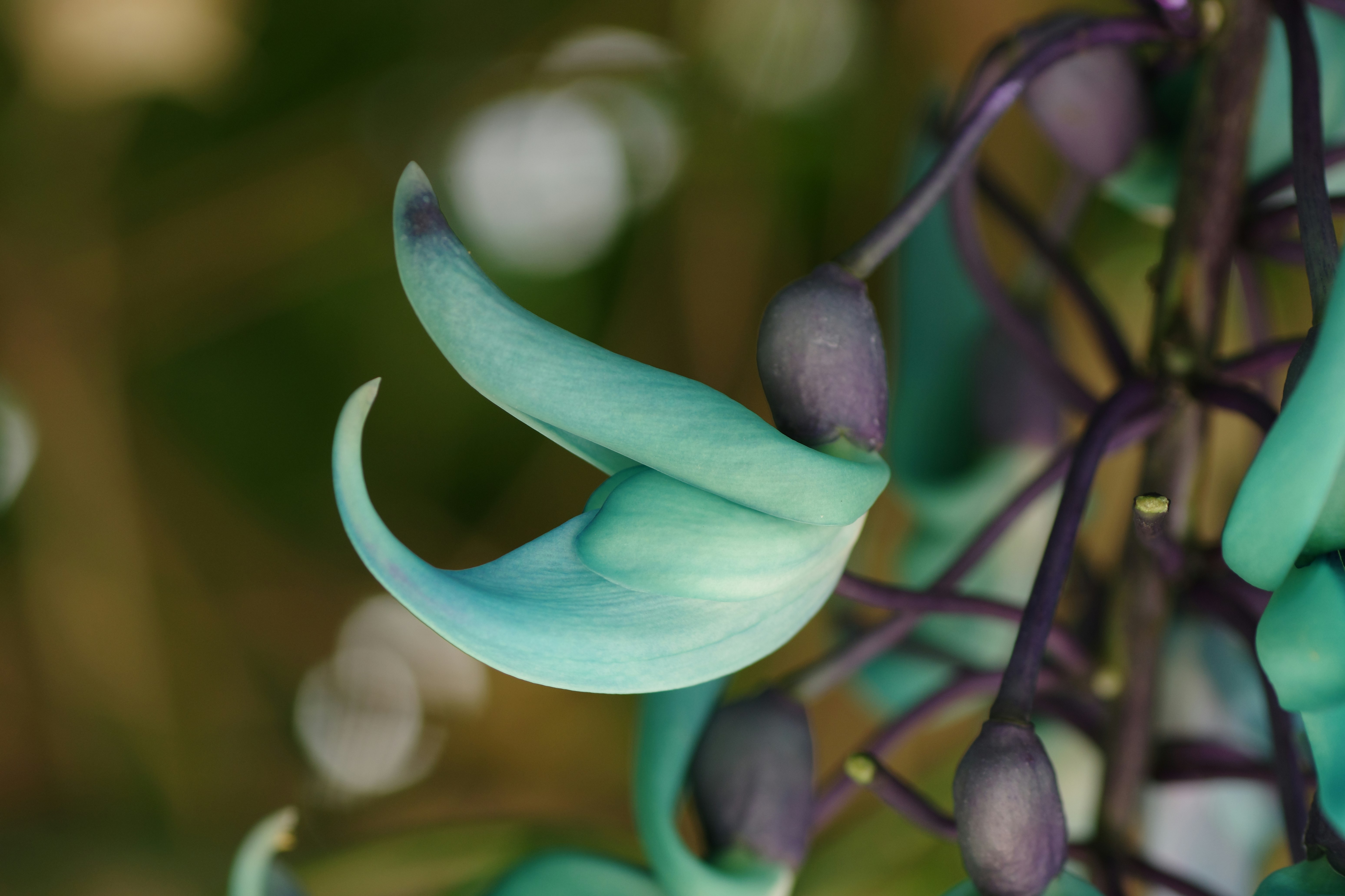 Turquoise flowers bloom with elegant curls. photo – Free Flower Image ...