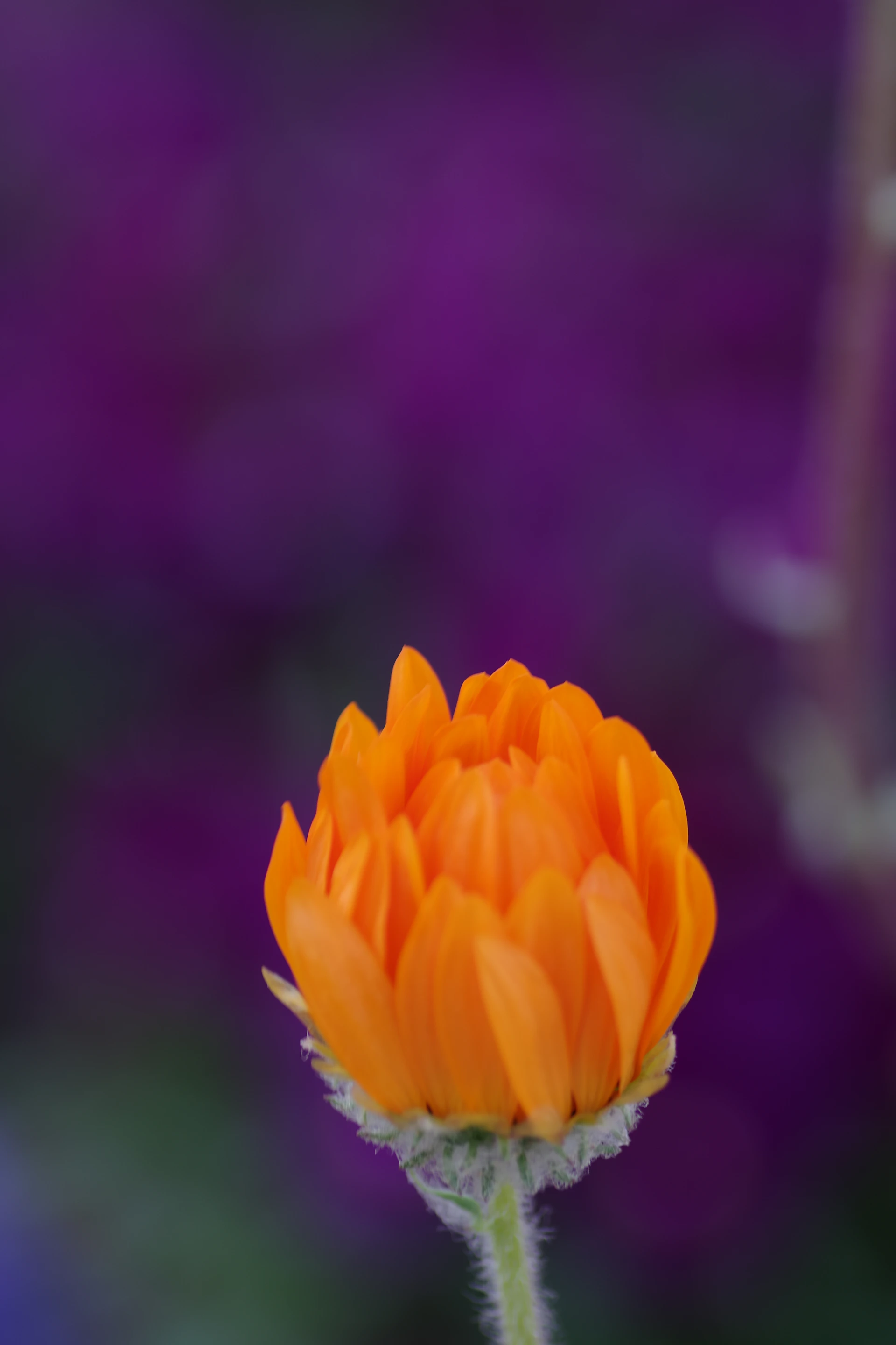 A bright orange flower bud against a blurred background.