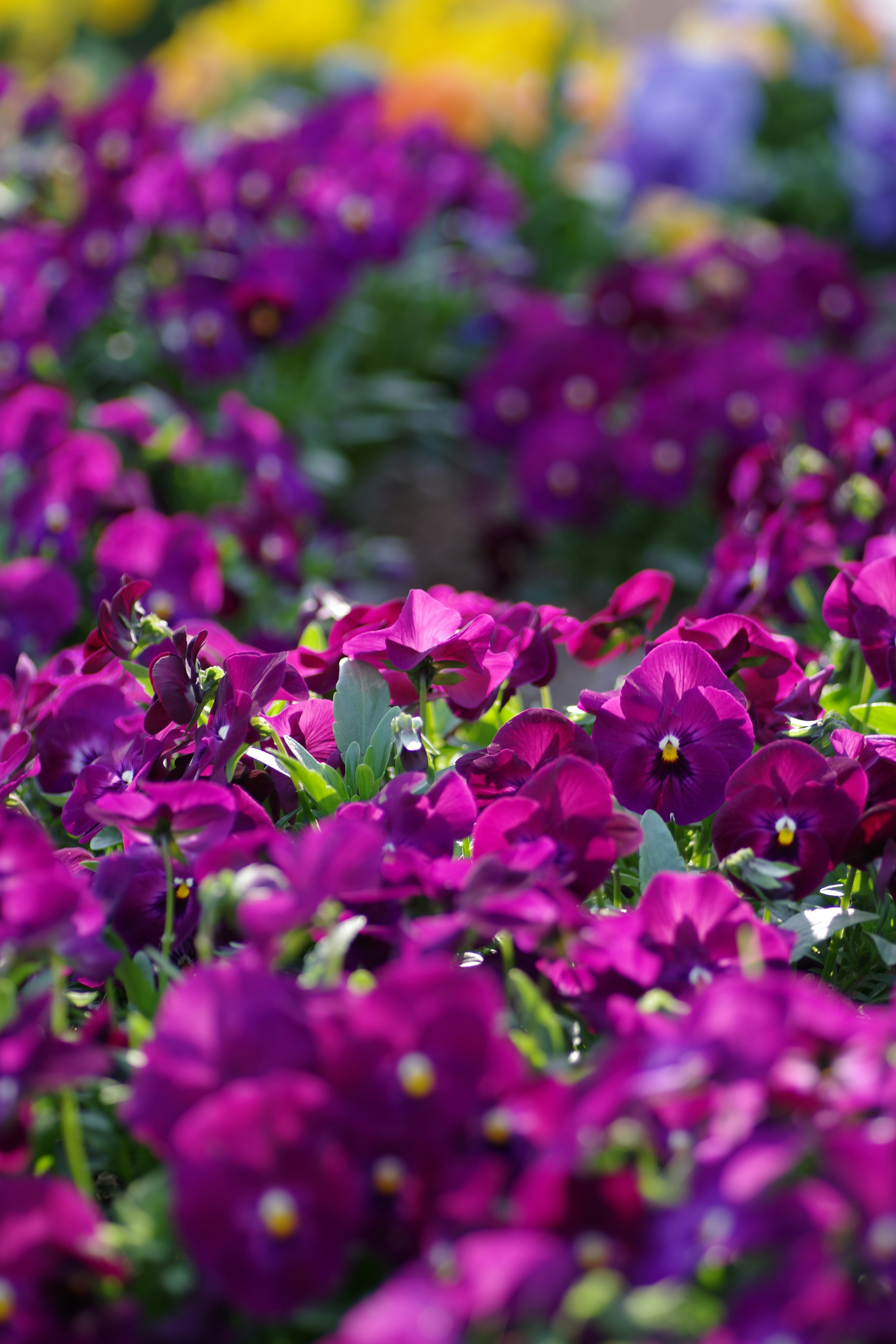 Beautiful green and flower garden、新緑と美しい花が織りなす絶景 A superb view of fresh greenery and beautiful flowers