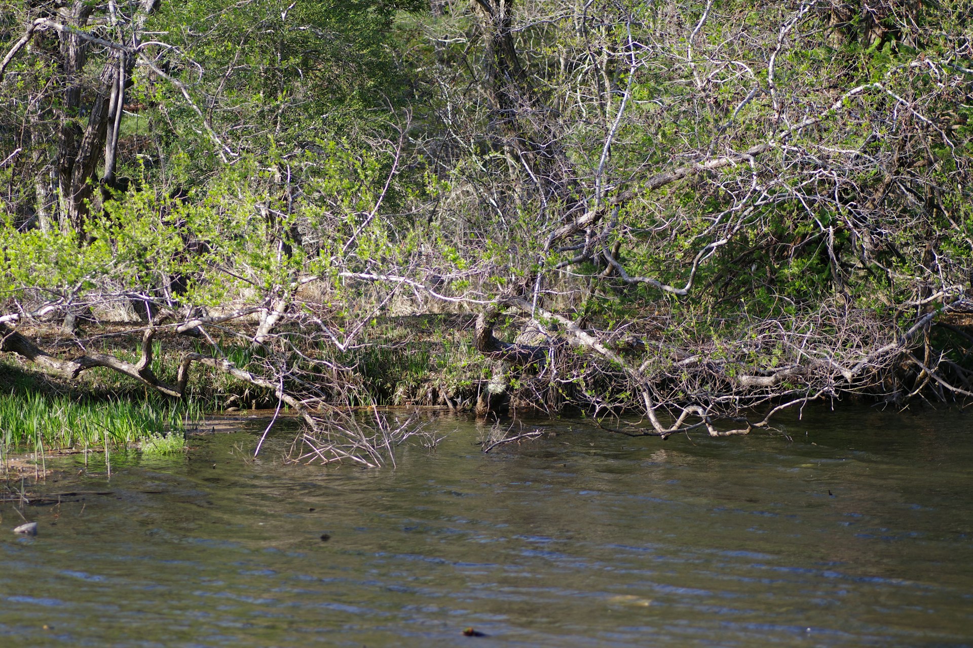 Branches overhang the water's edge.