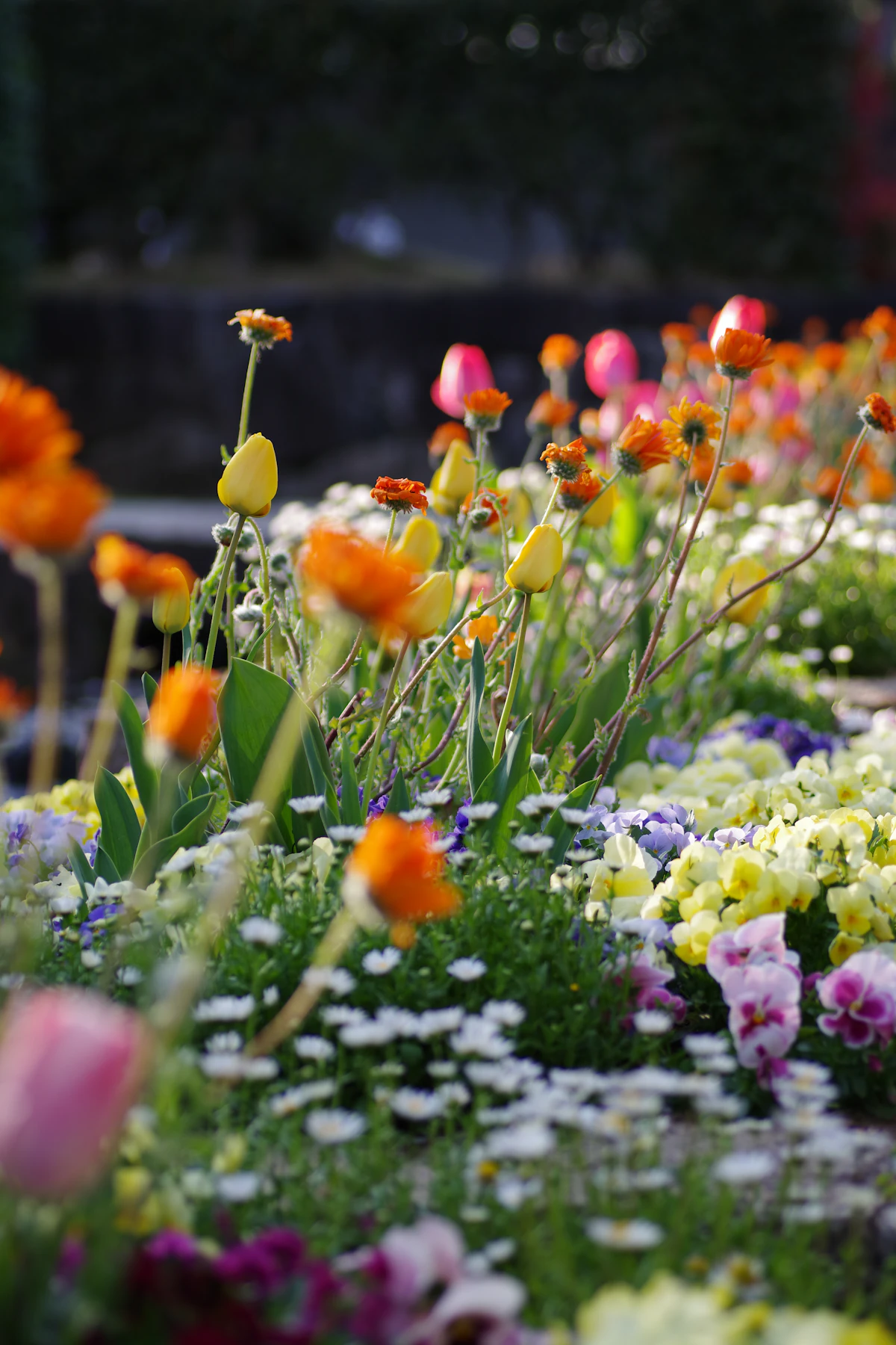 Massifs fleuris colorés en pleine floraison printanière