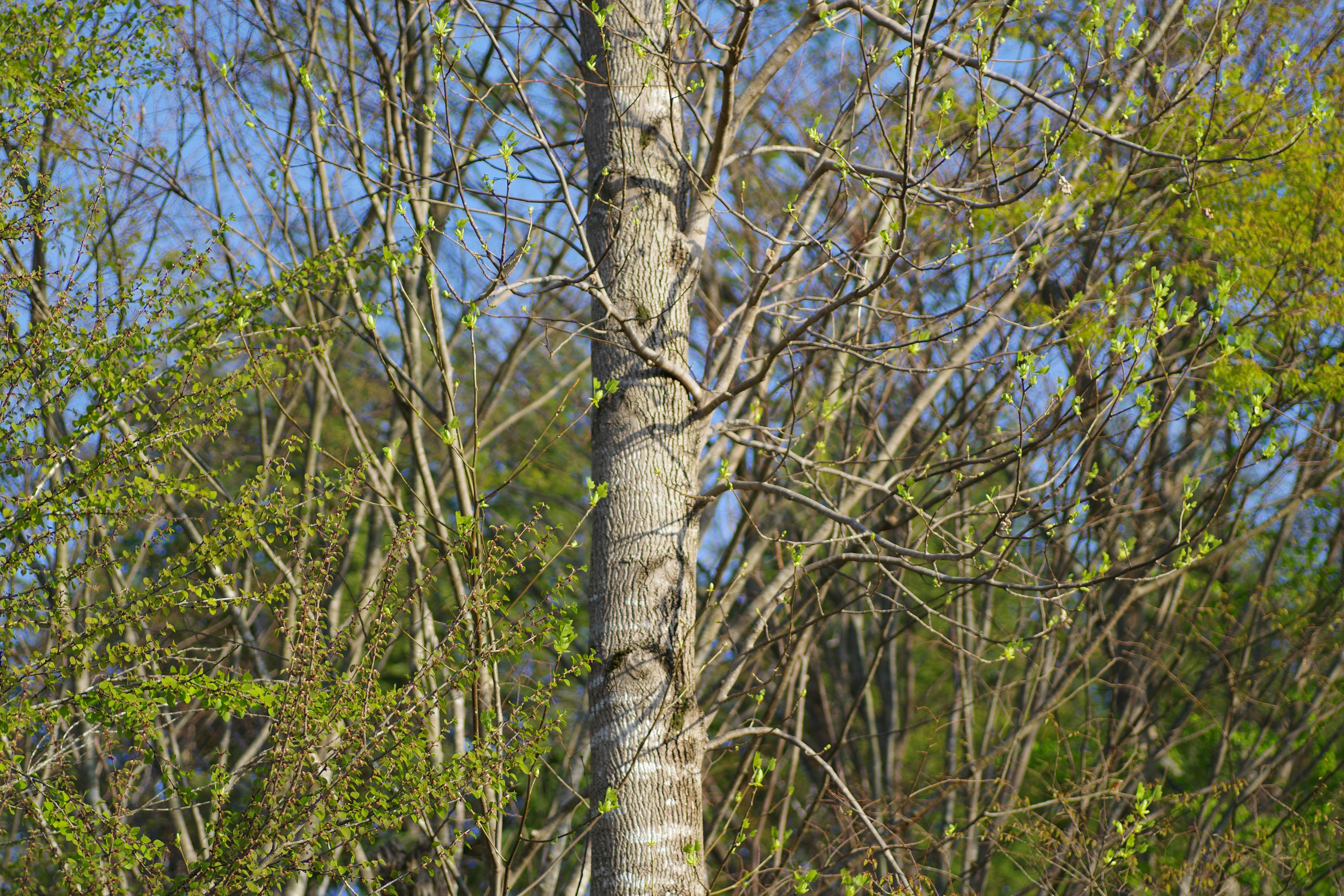A tree stands tall amongst the forest.