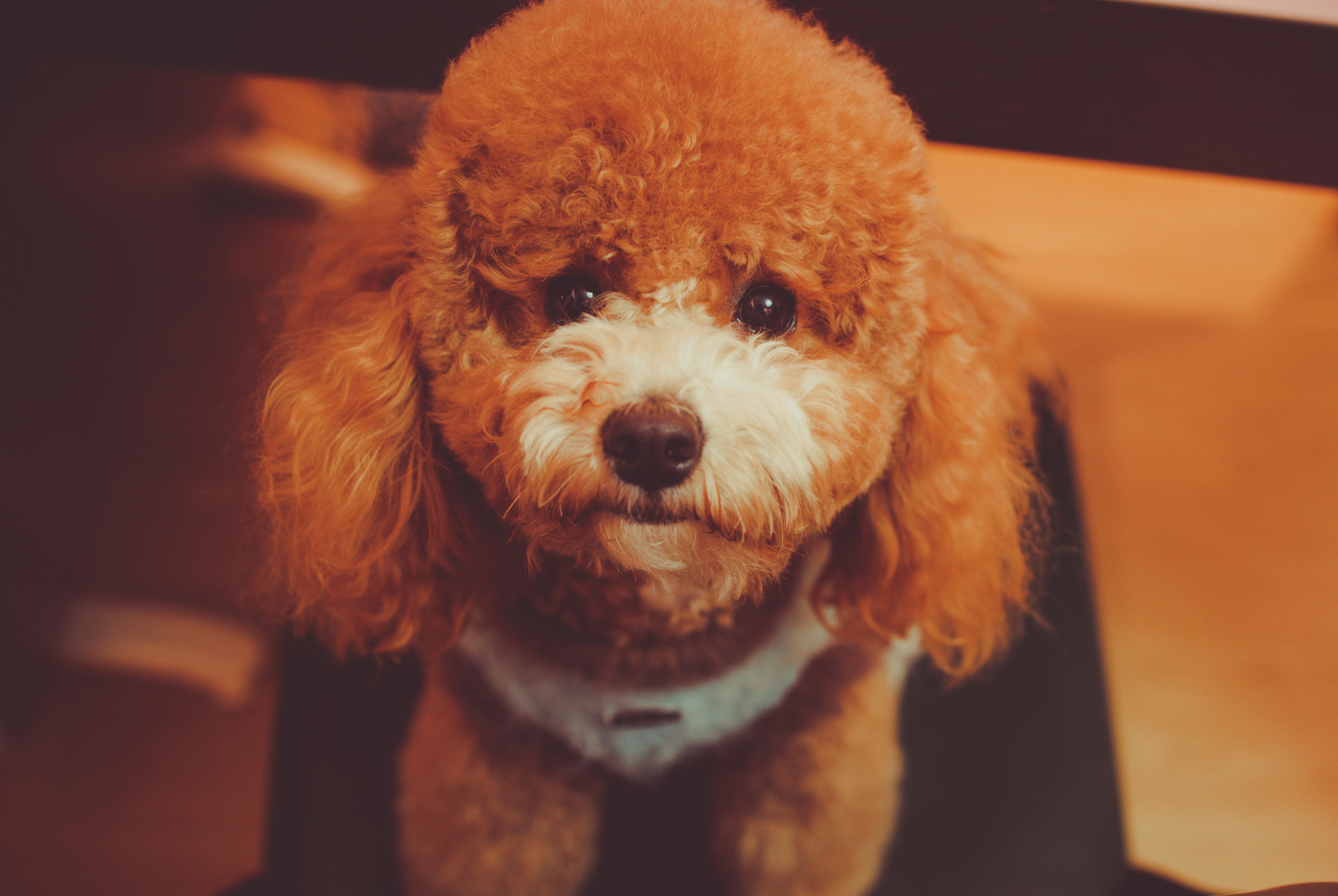 A cute poodle looks directly into the camera.