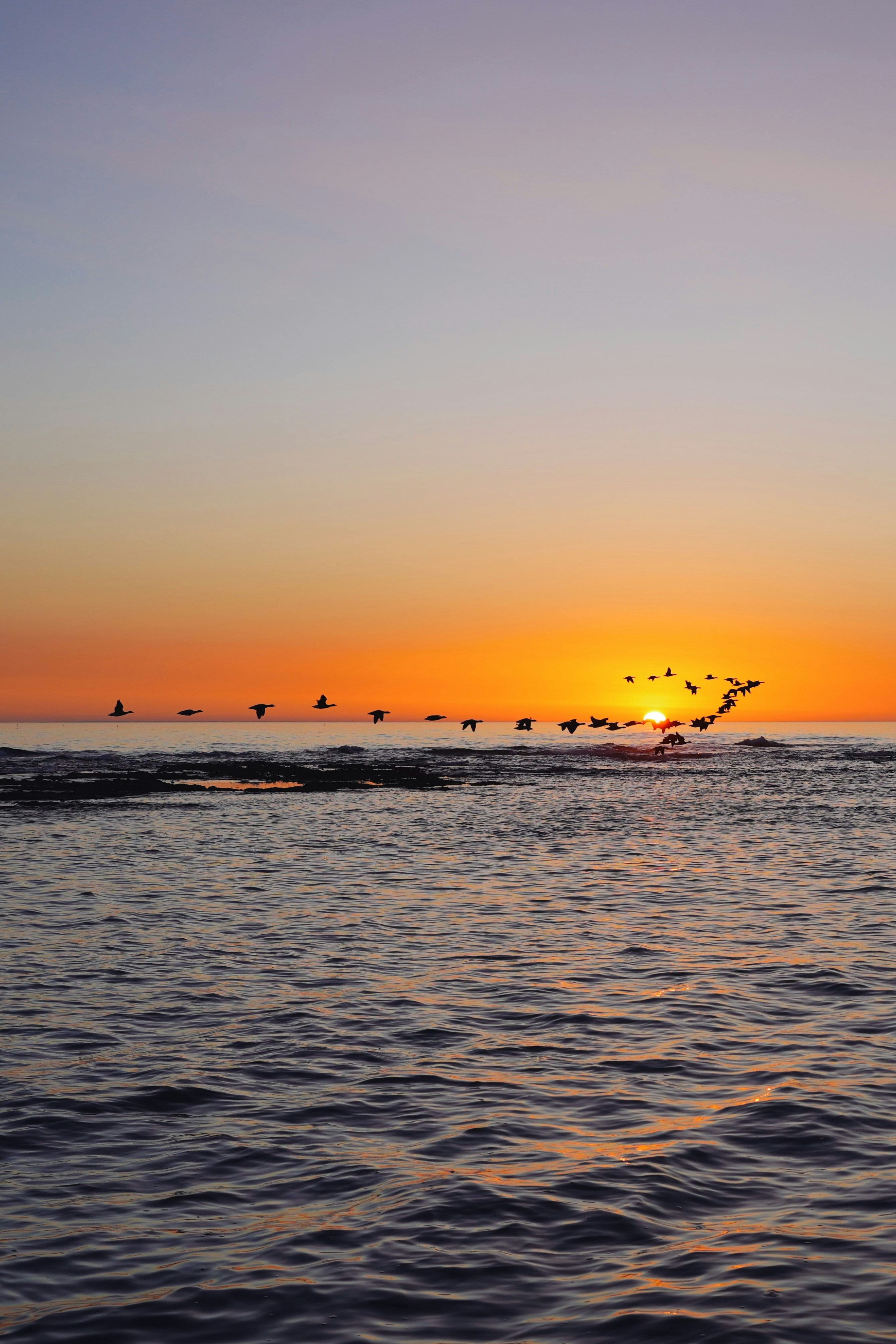 Birds fly over the ocean at sunset.