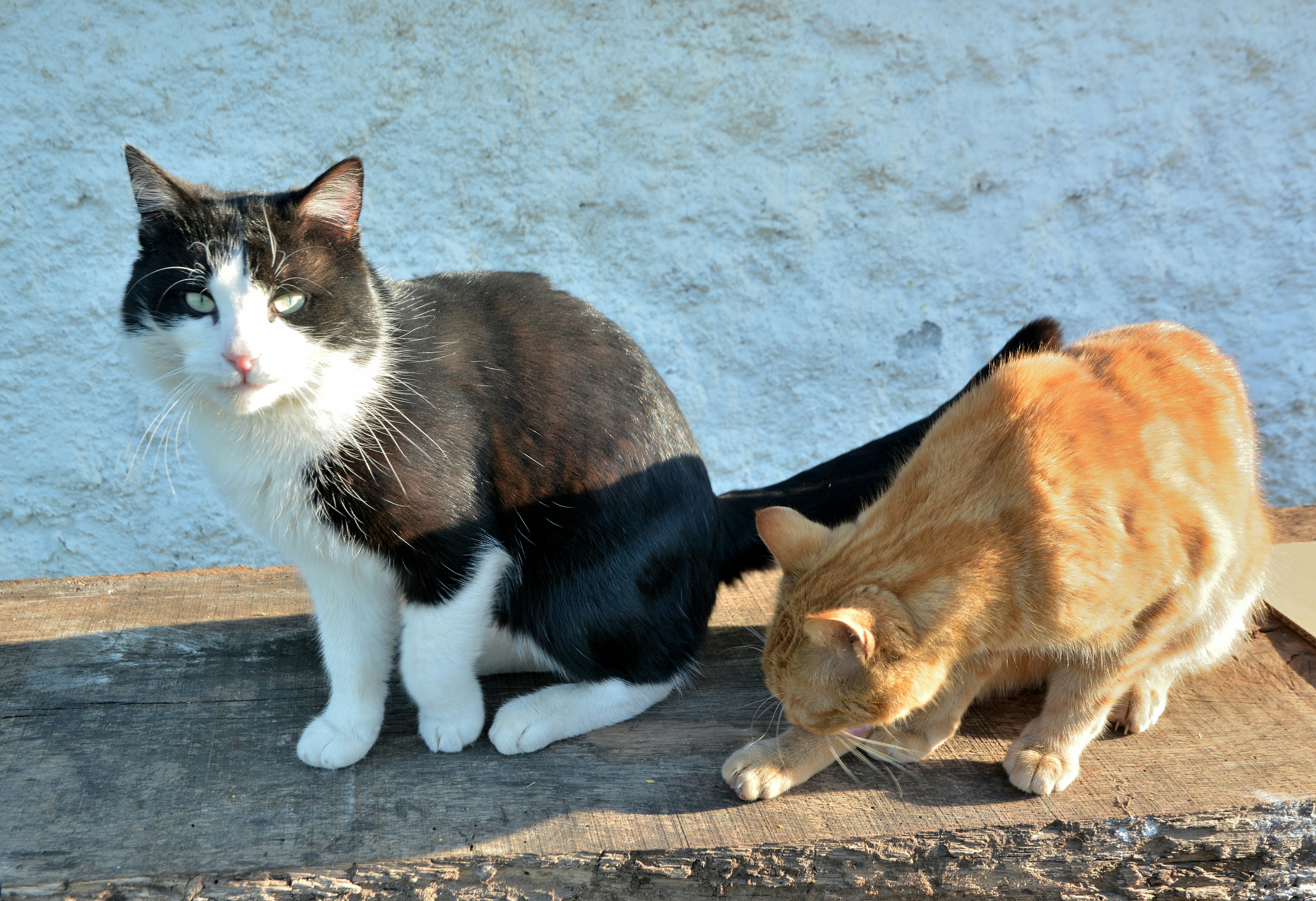 Photo by ashwinward18