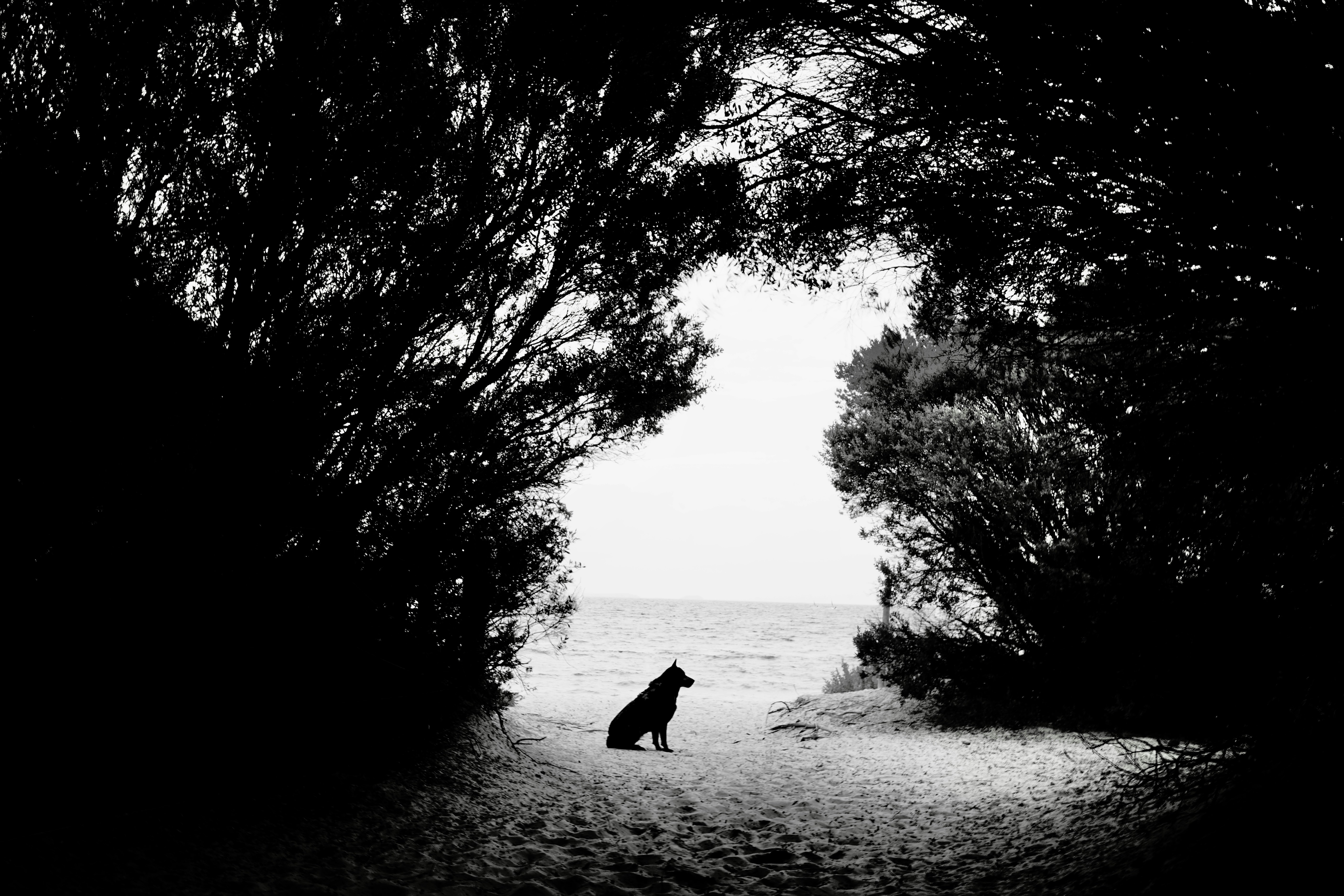 A dog sits on a sandy path toward the sea.