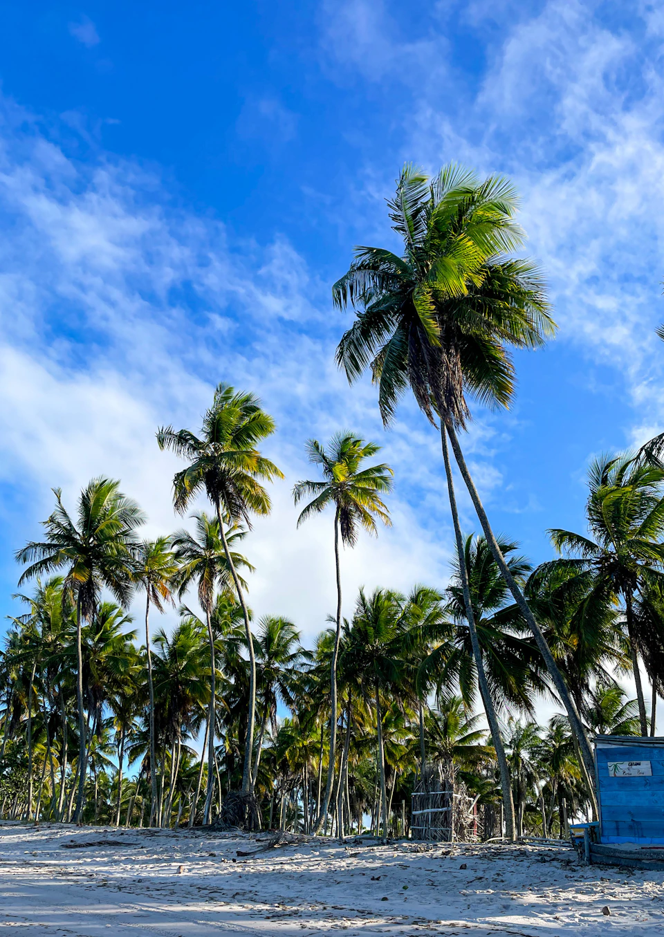 The image depicts a tropical beach scene with tall palm trees swaying gently under a clear blue sky dotted with fluffy white clouds. The perspective is from ground level, looking up at the towering palm trees that fill most of the frame. In the foreground, there are two small structures - one blue and one green - adding a touch of color to the otherwise natural landscape.