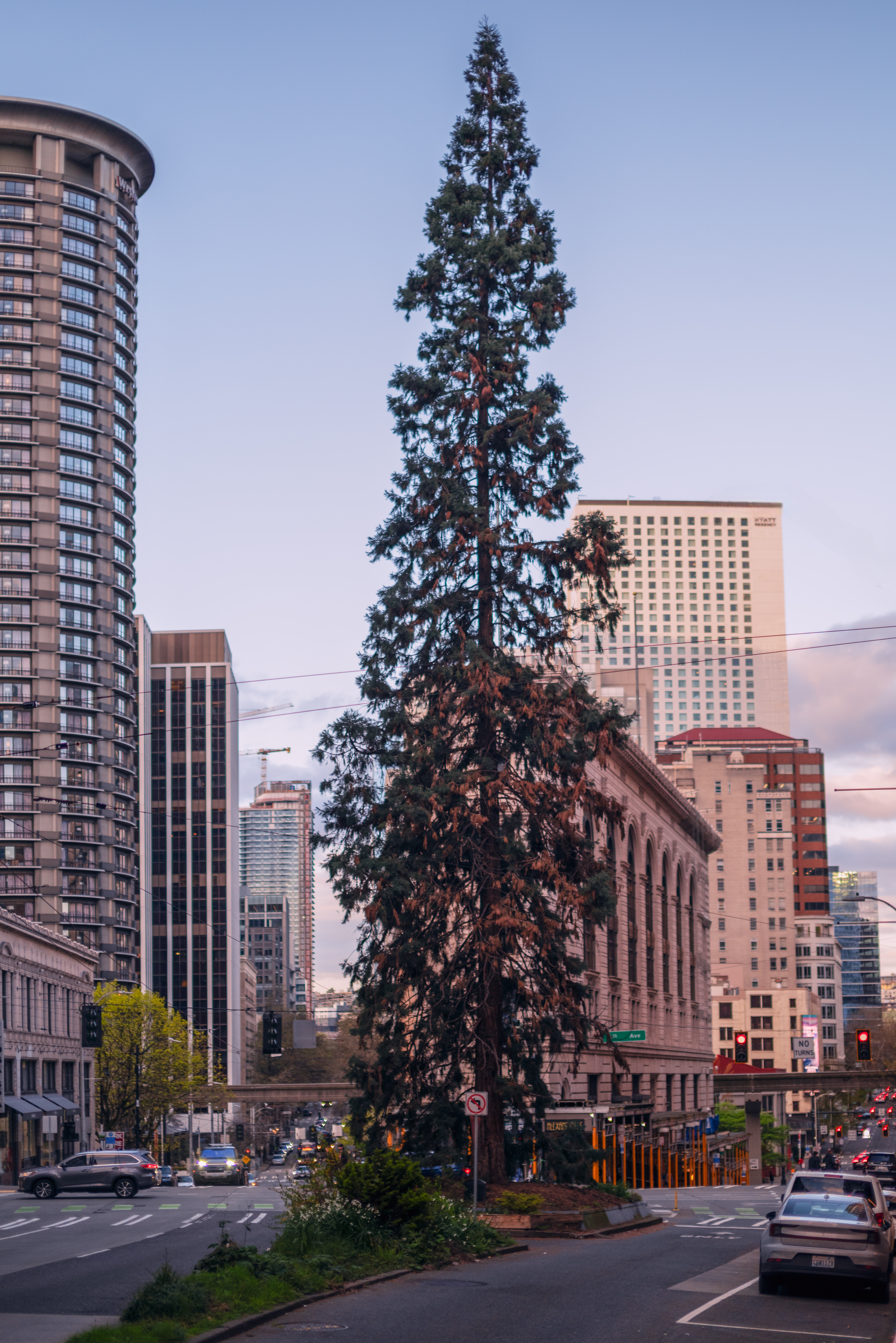 A tall tree stands amidst city buildings and traffic.