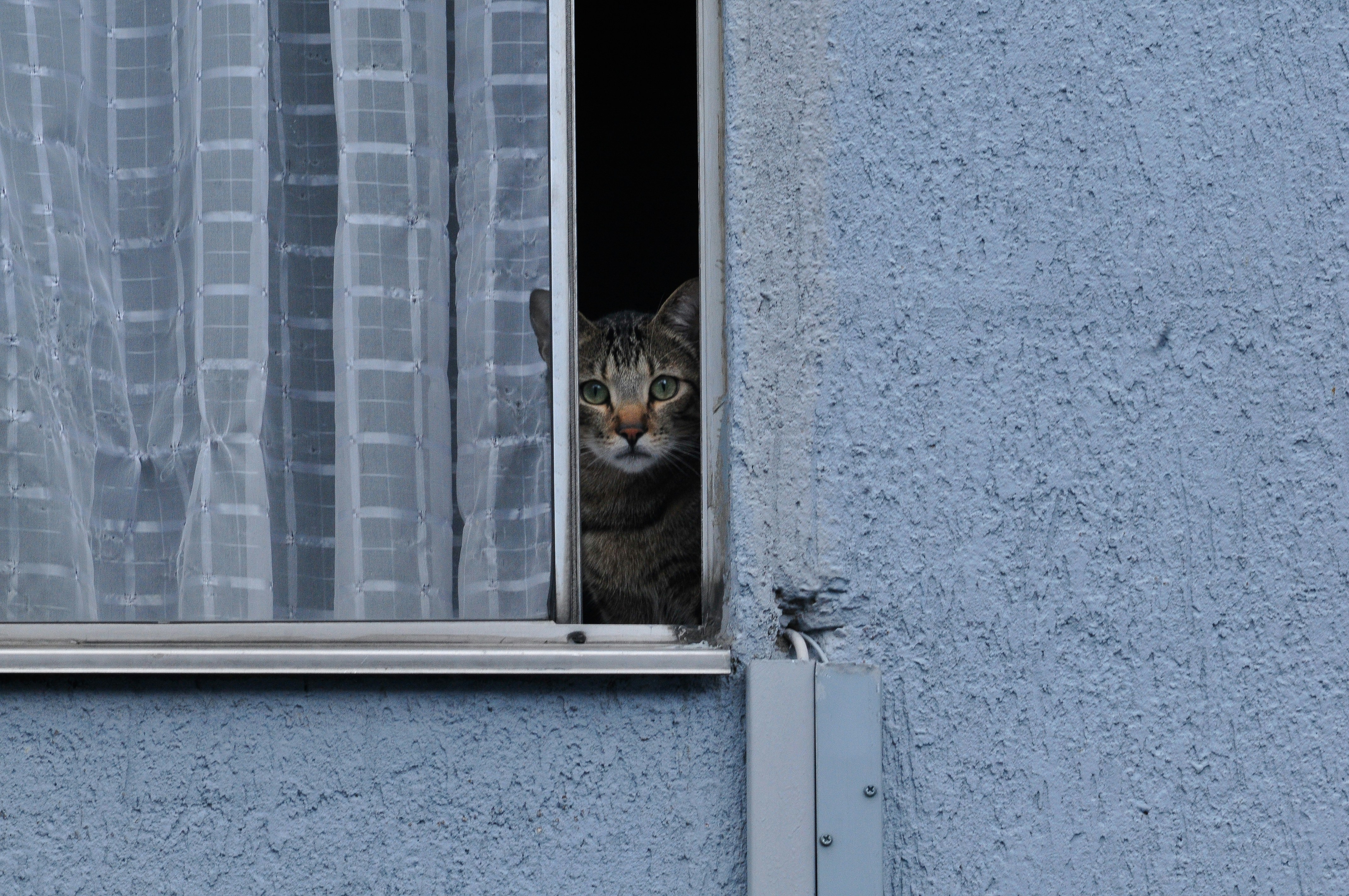 Fqinji ngjitur vazhdimisht thërret policinë për ankesa për zhurmë - në mes të ditës për punë shtëpie/punë në oborr.