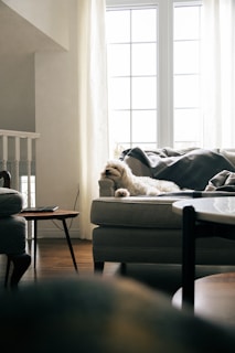 A fluffy dog relaxes on a cozy sofa.