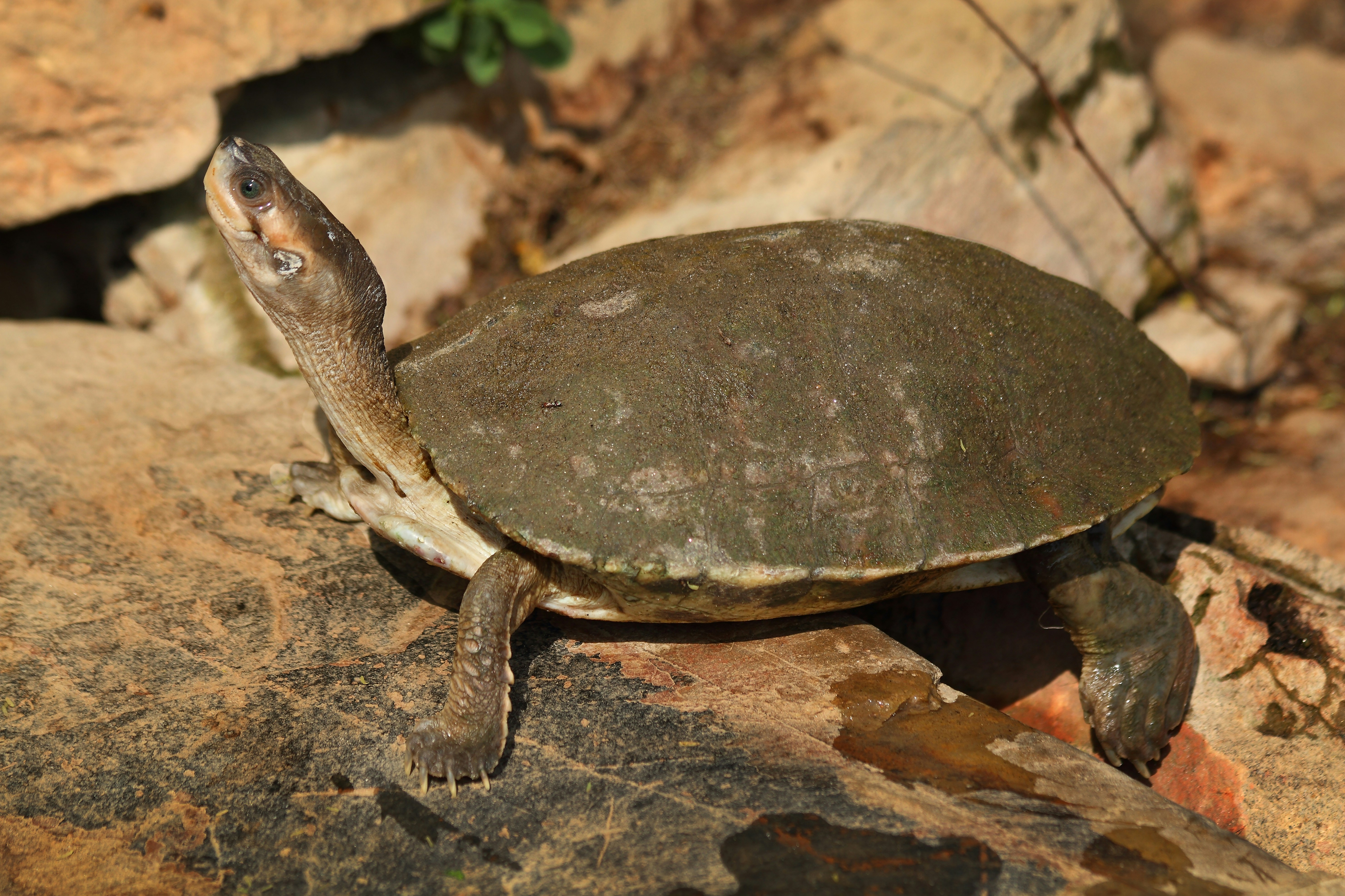 A turtle rests on a rock