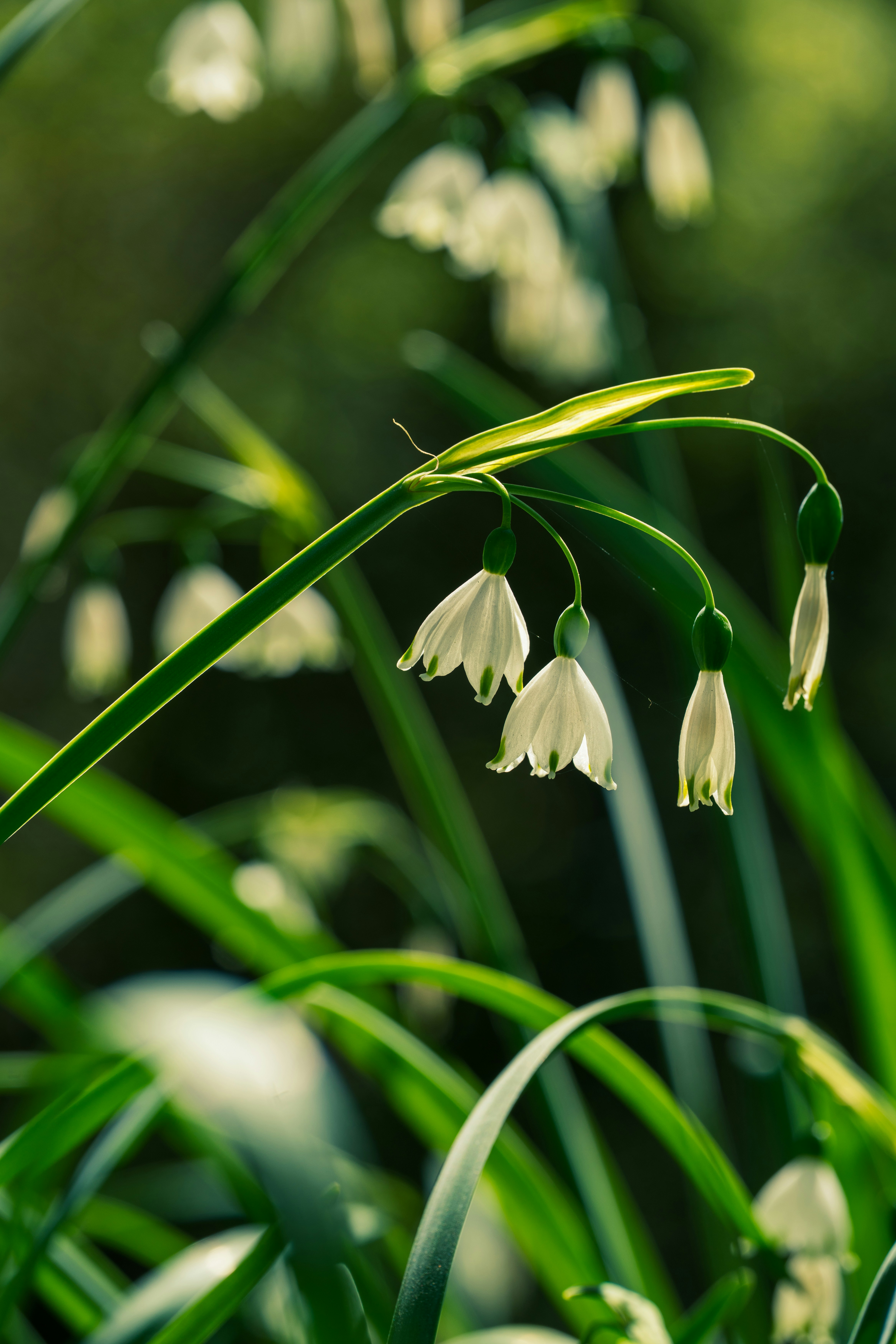 Photo by robertschwarz