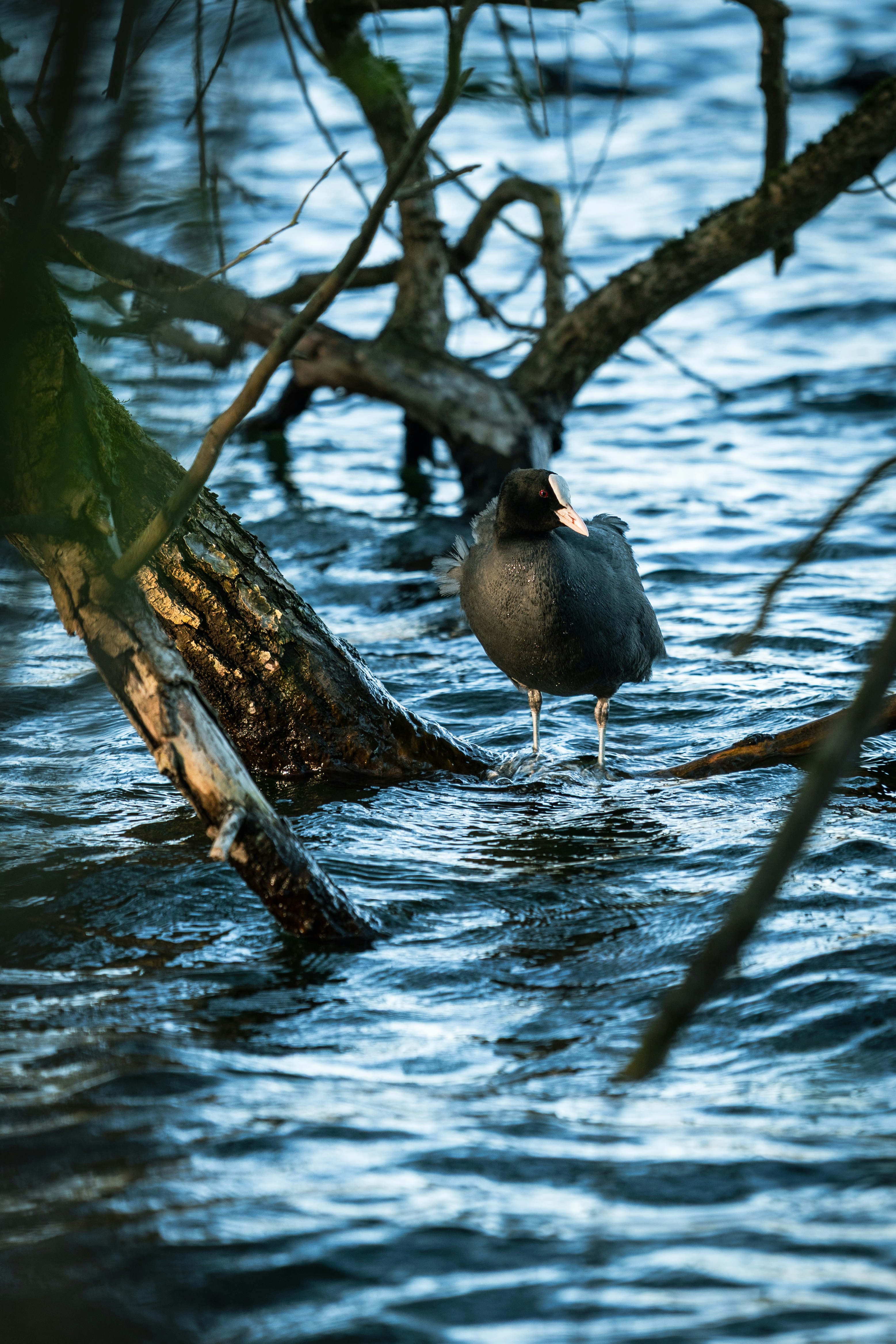 Photo by robertschwarz