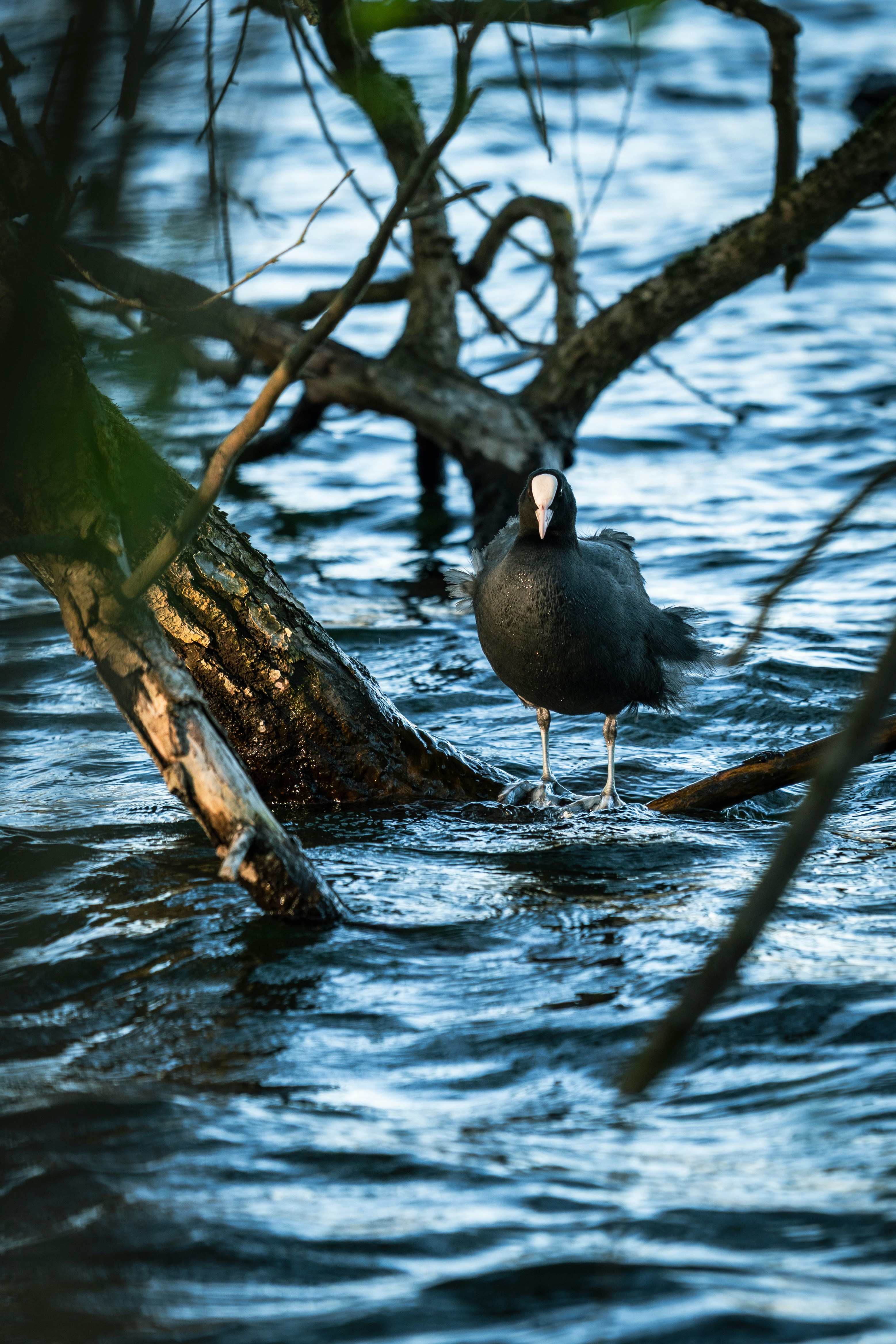 Photo by robertschwarz