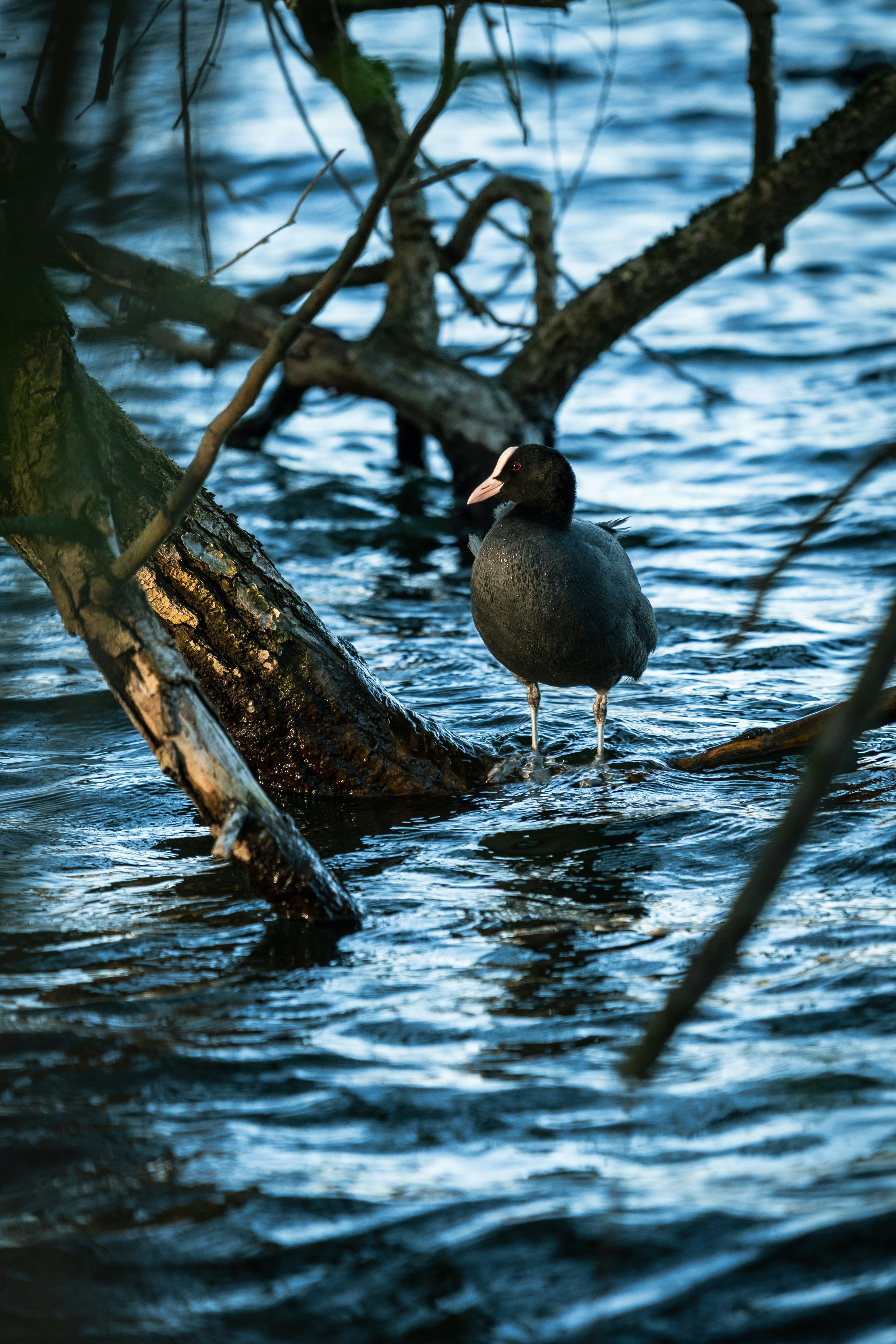 Photo by robertschwarz