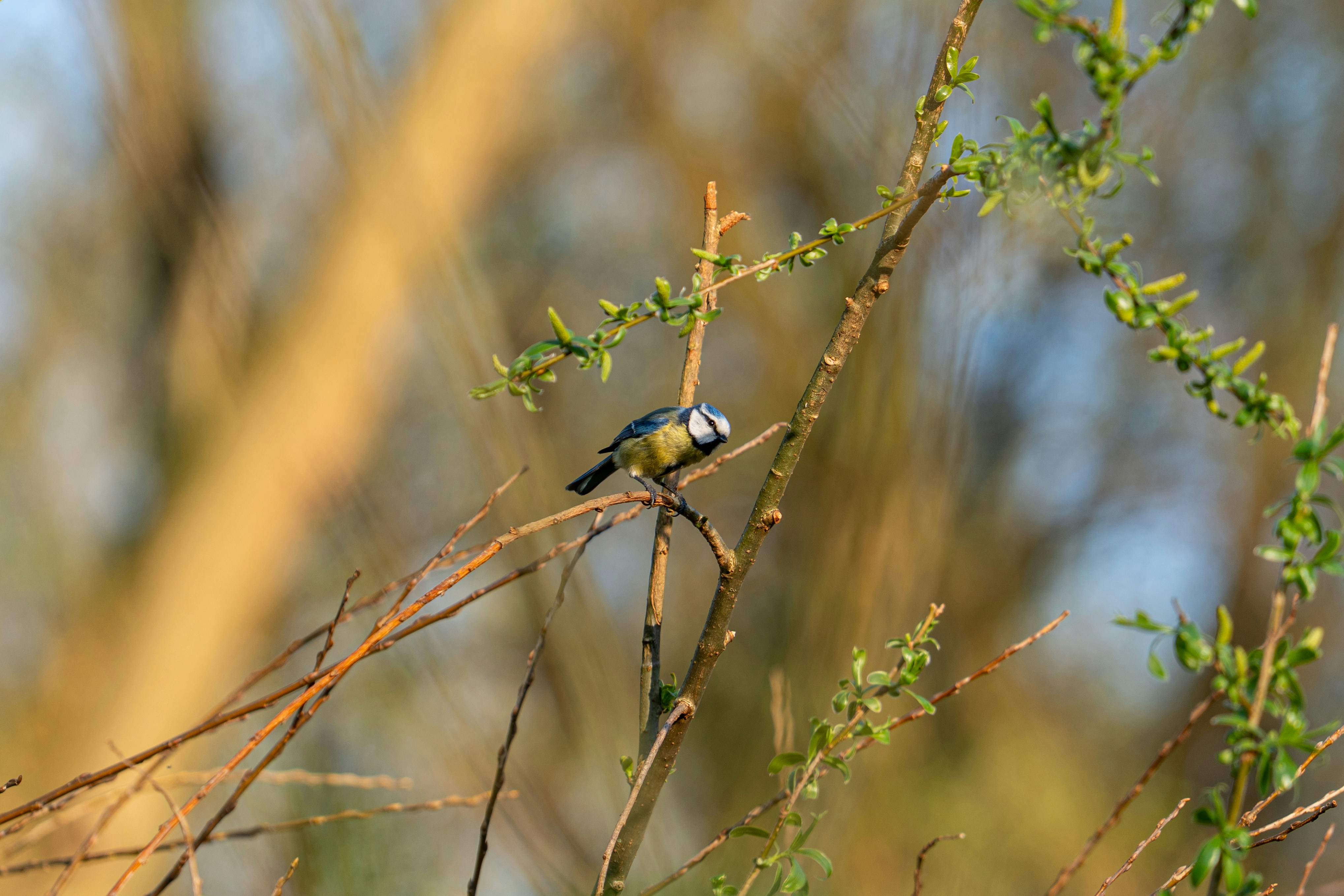 Photo by robertschwarz