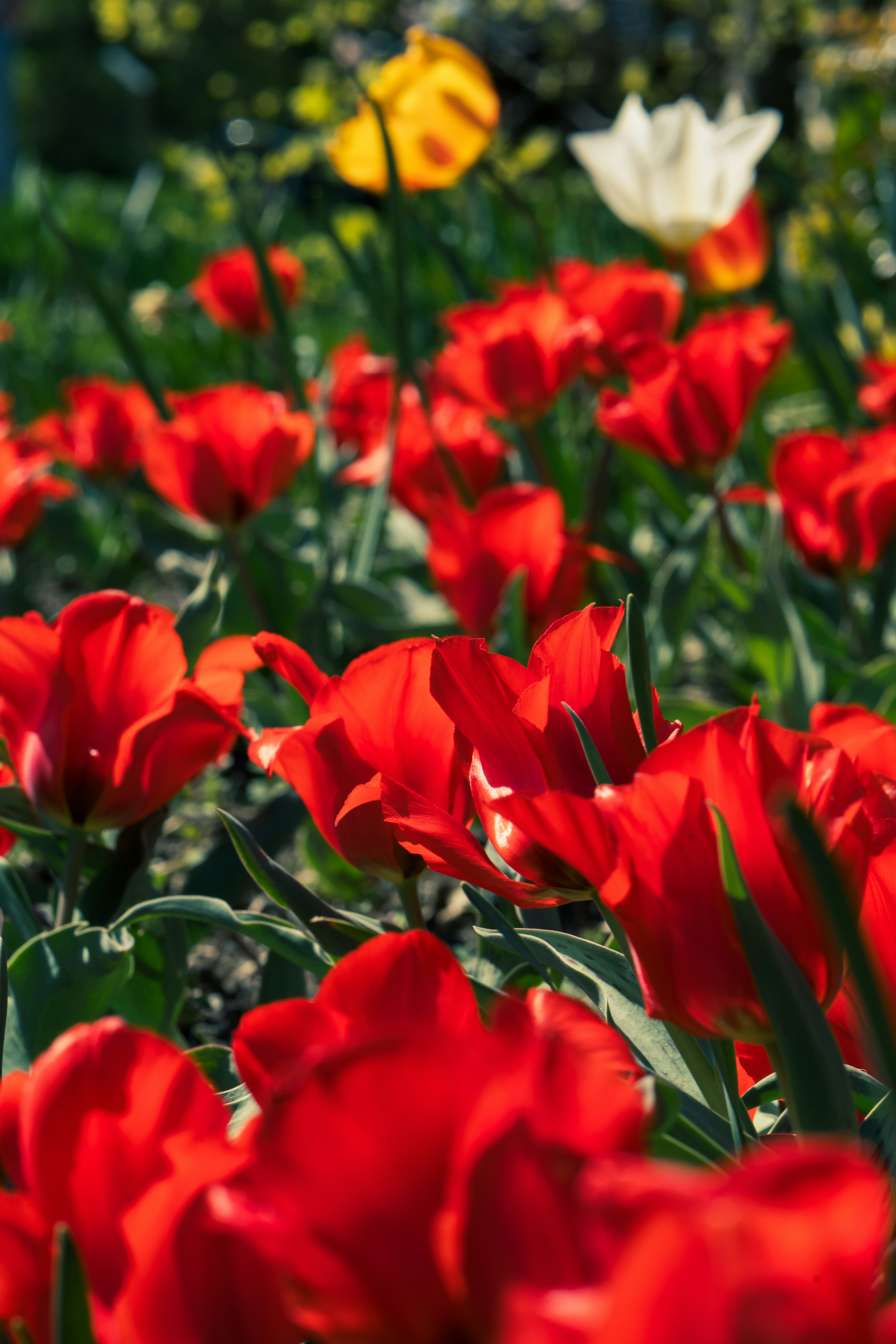 Photo by robertschwarz