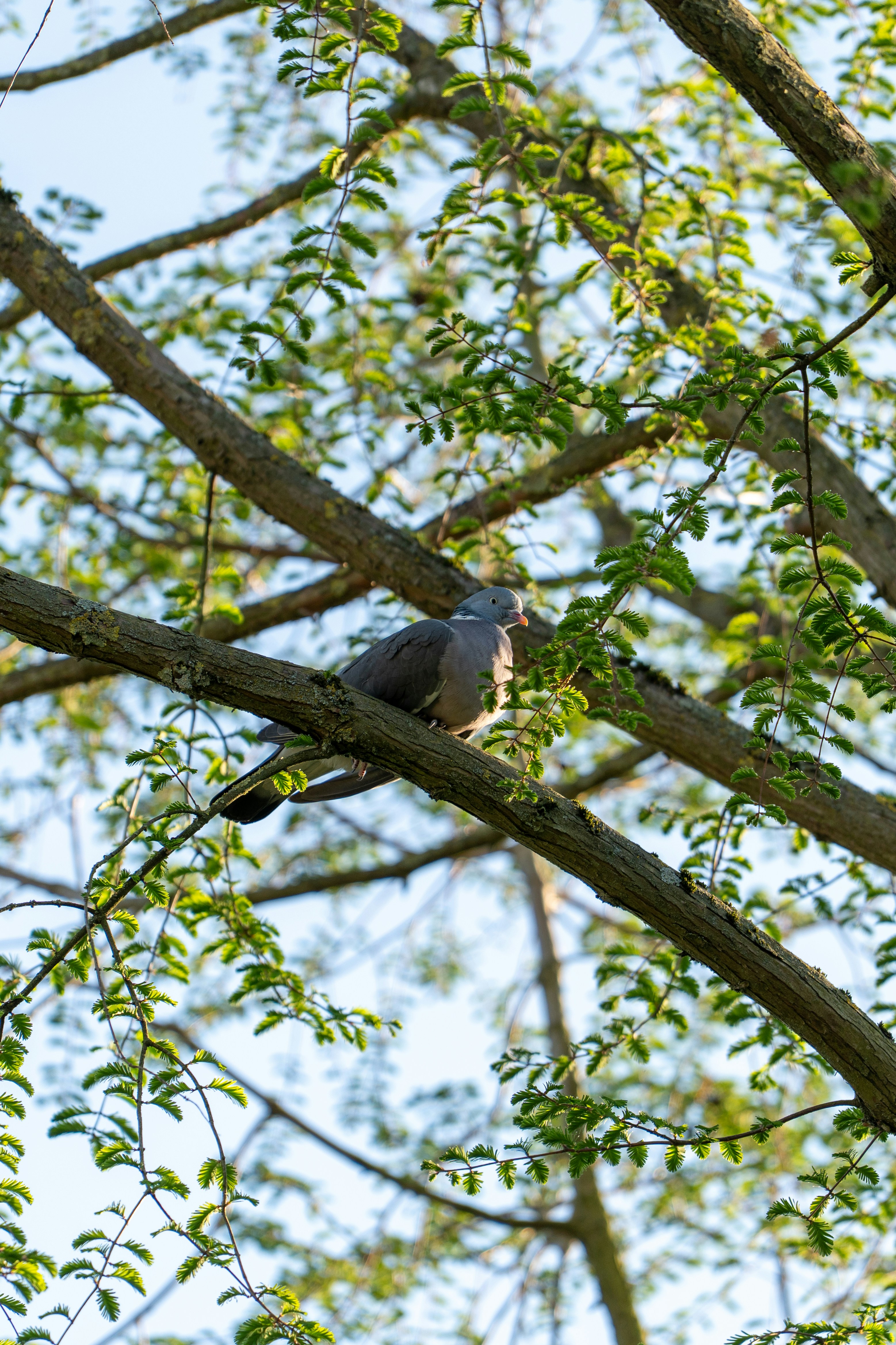 Photo by robertschwarz