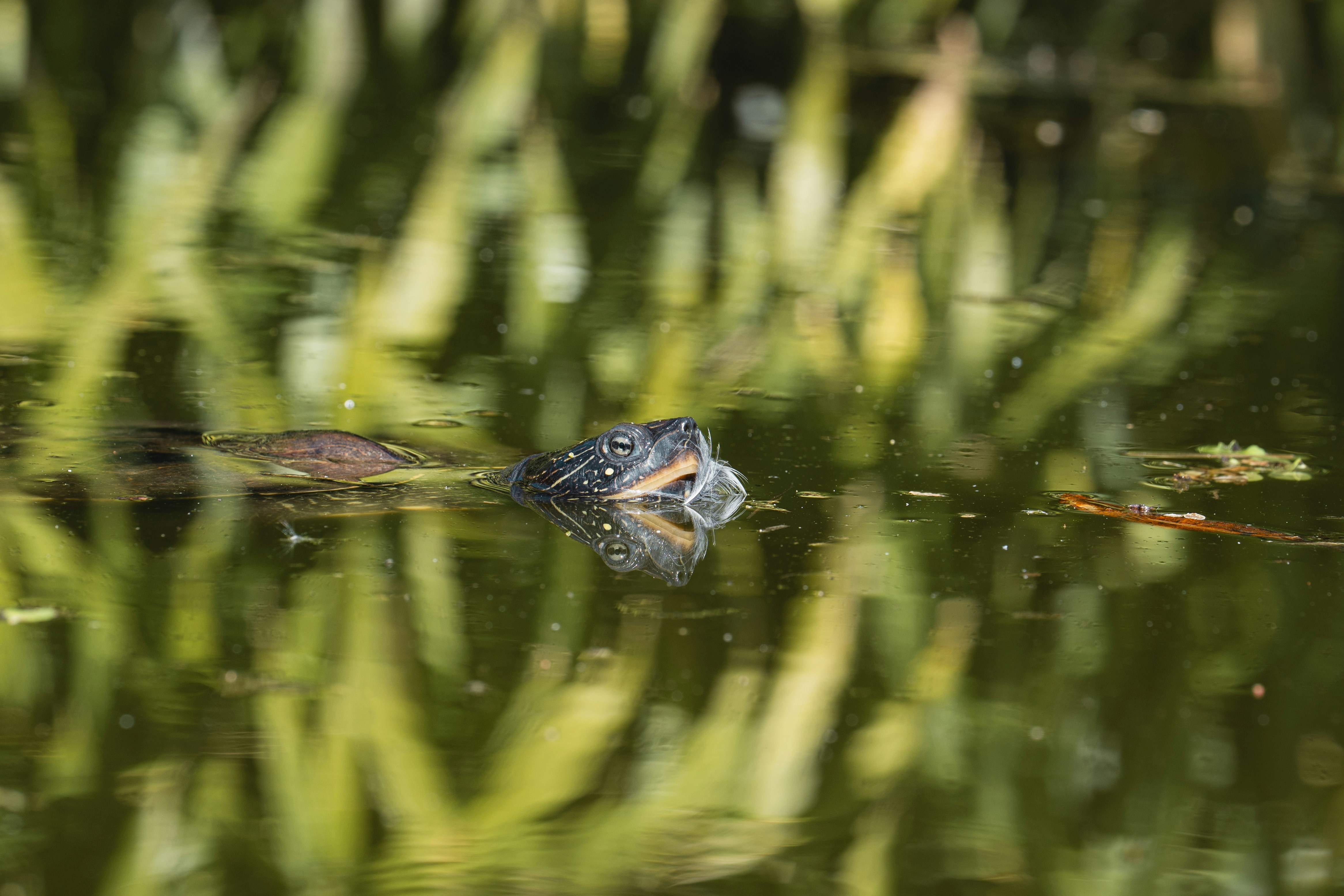 Photo by robertschwarz