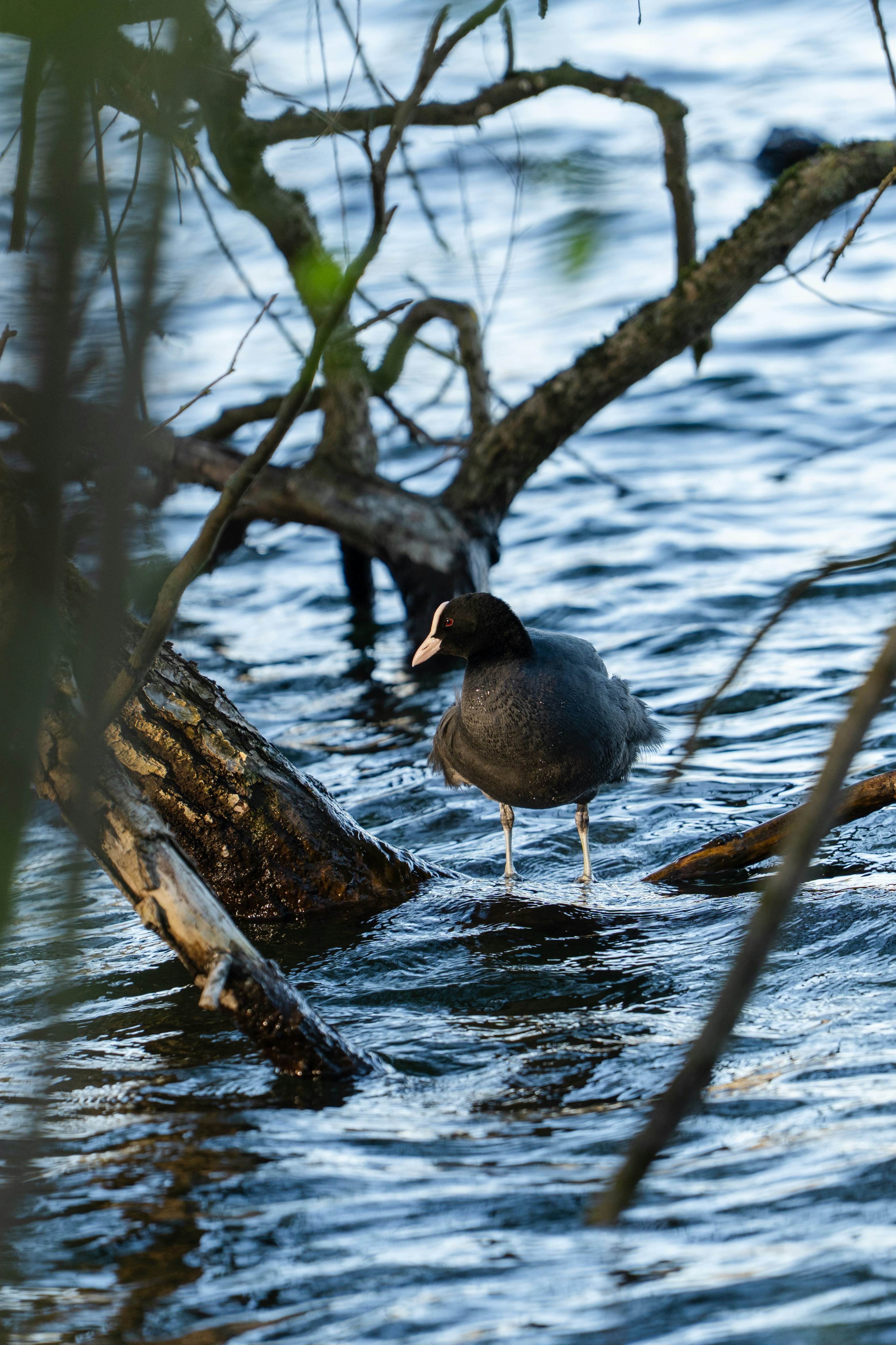 Photo by robertschwarz