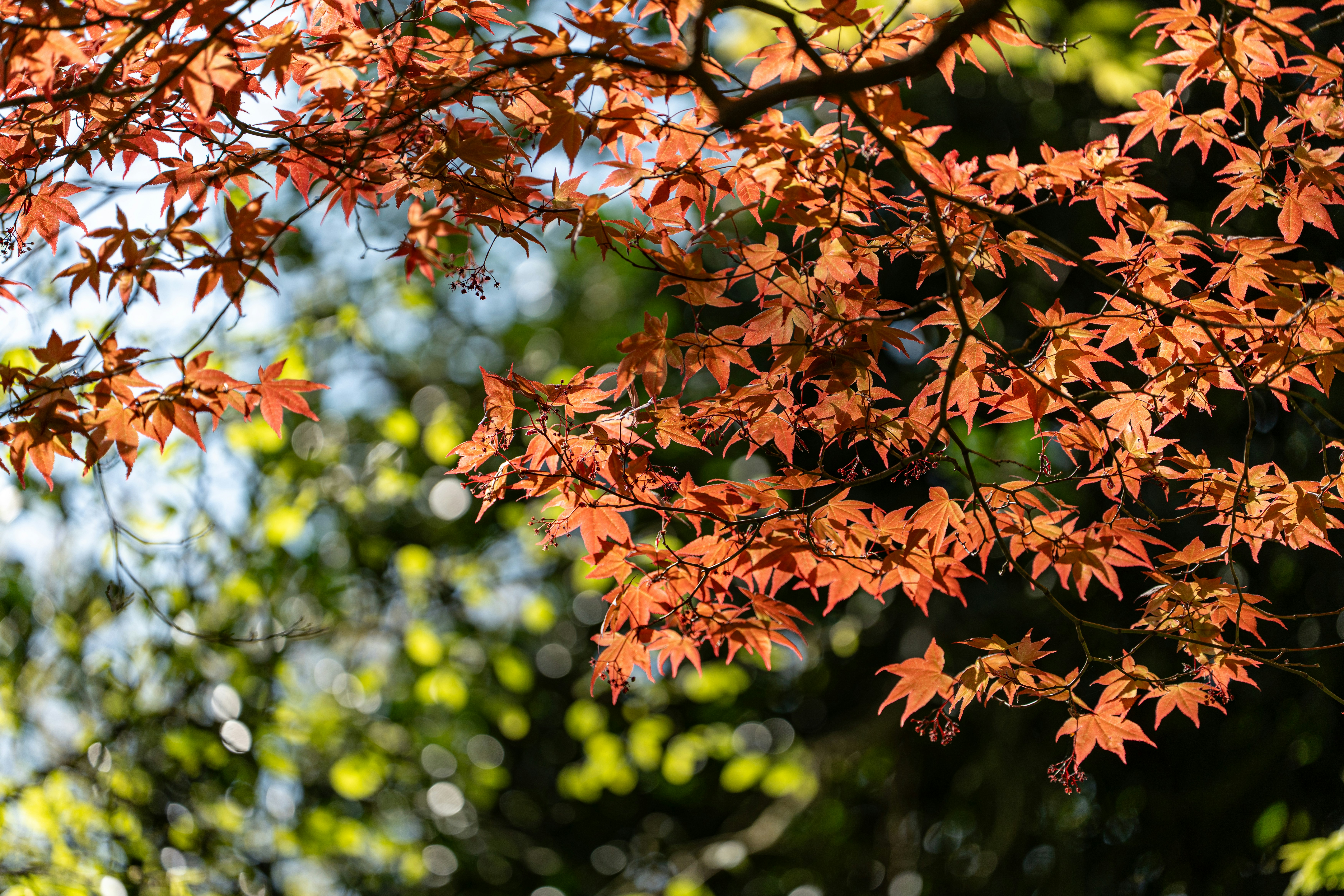 Photo by robertschwarz