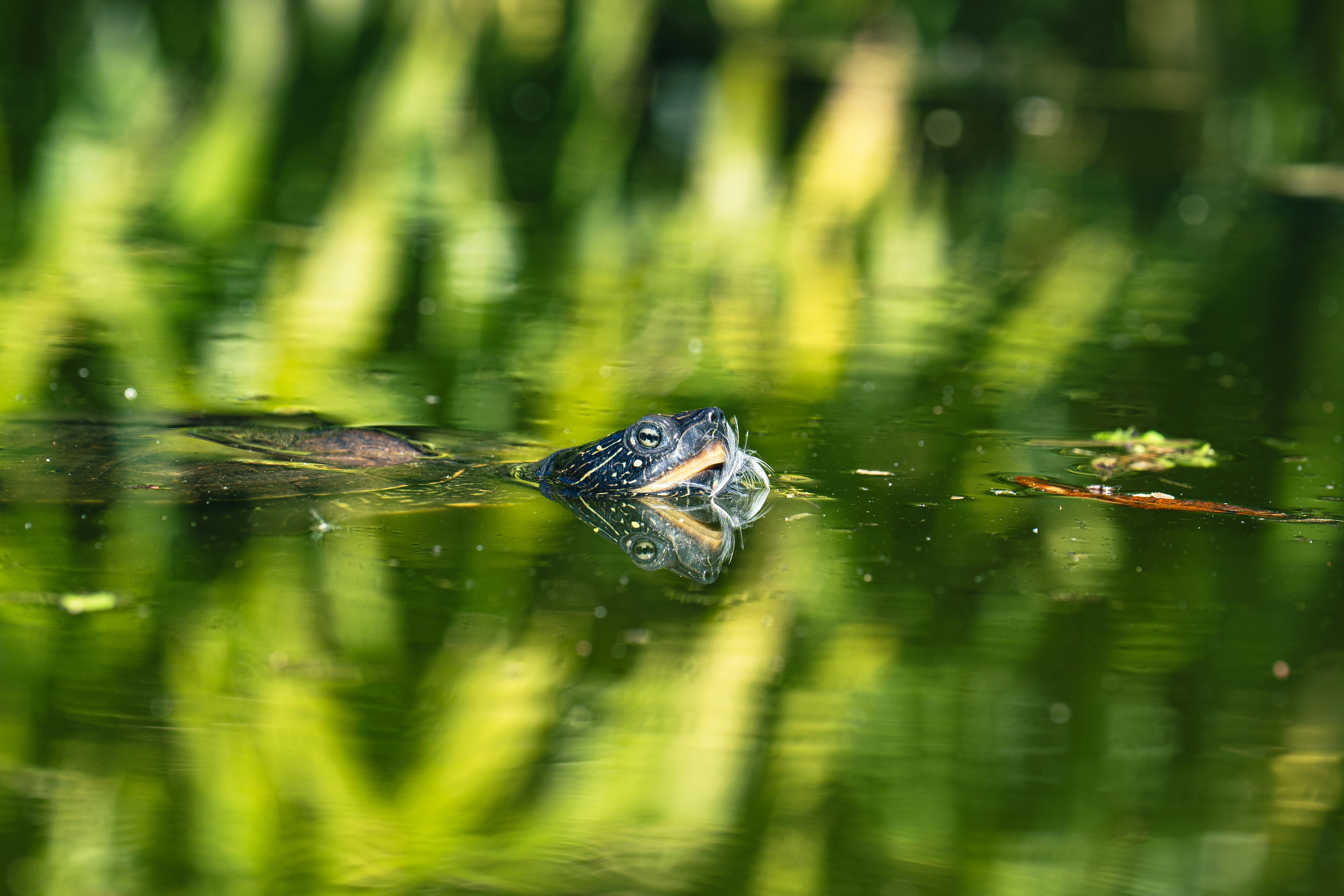 Photo by robertschwarz