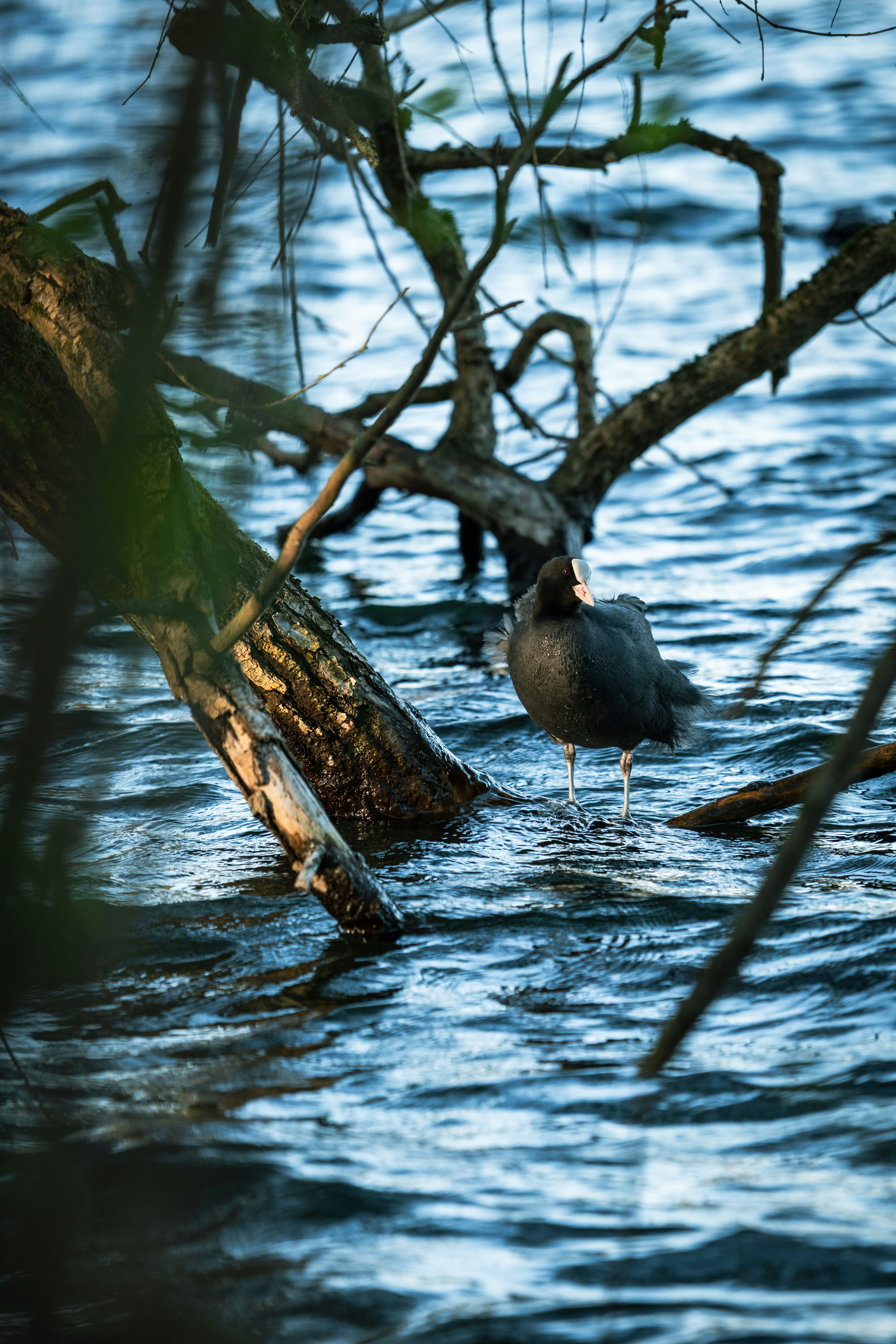 Photo by robertschwarz