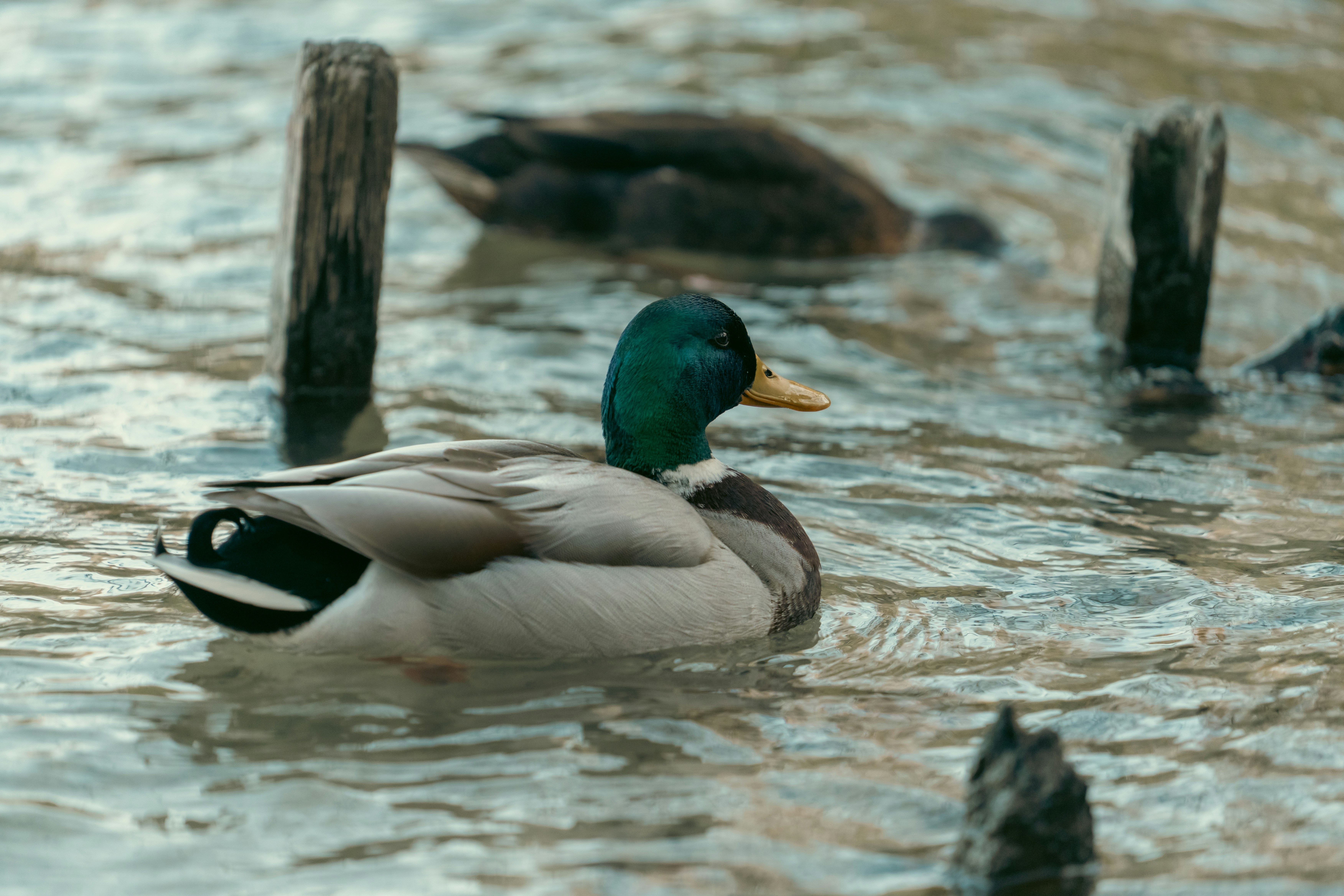 Photo by robertschwarz