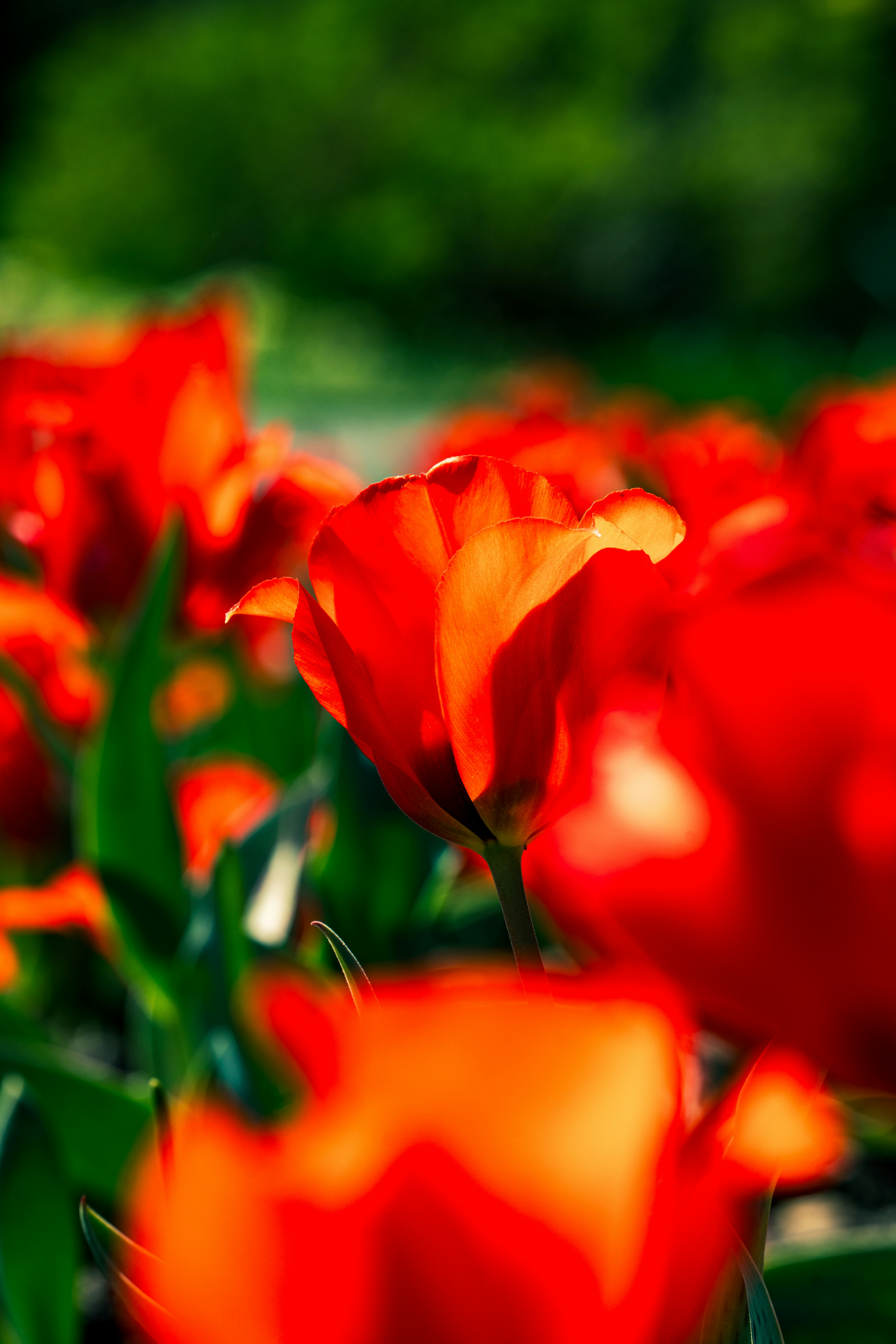 Photo by robertschwarz