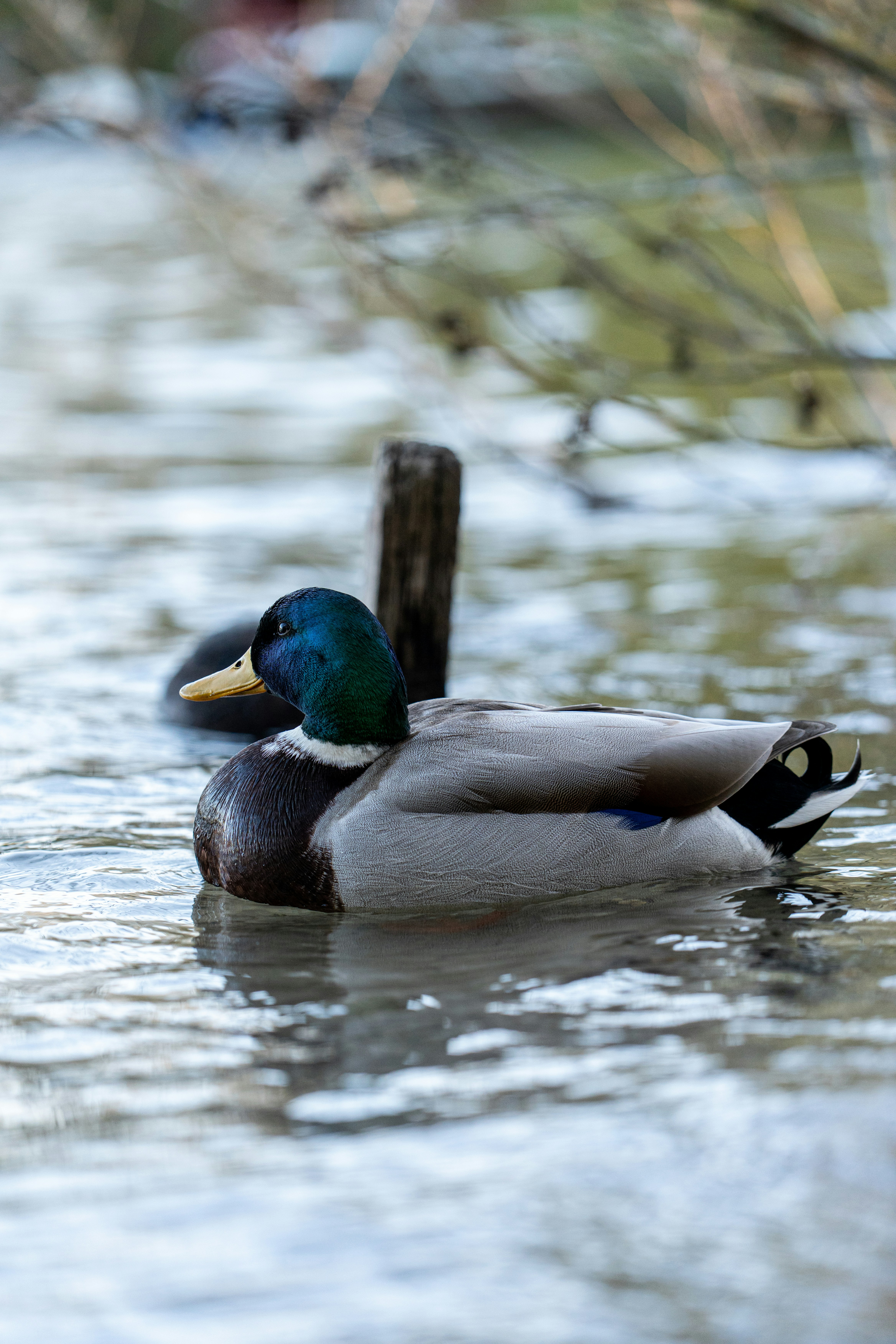 Photo by robertschwarz