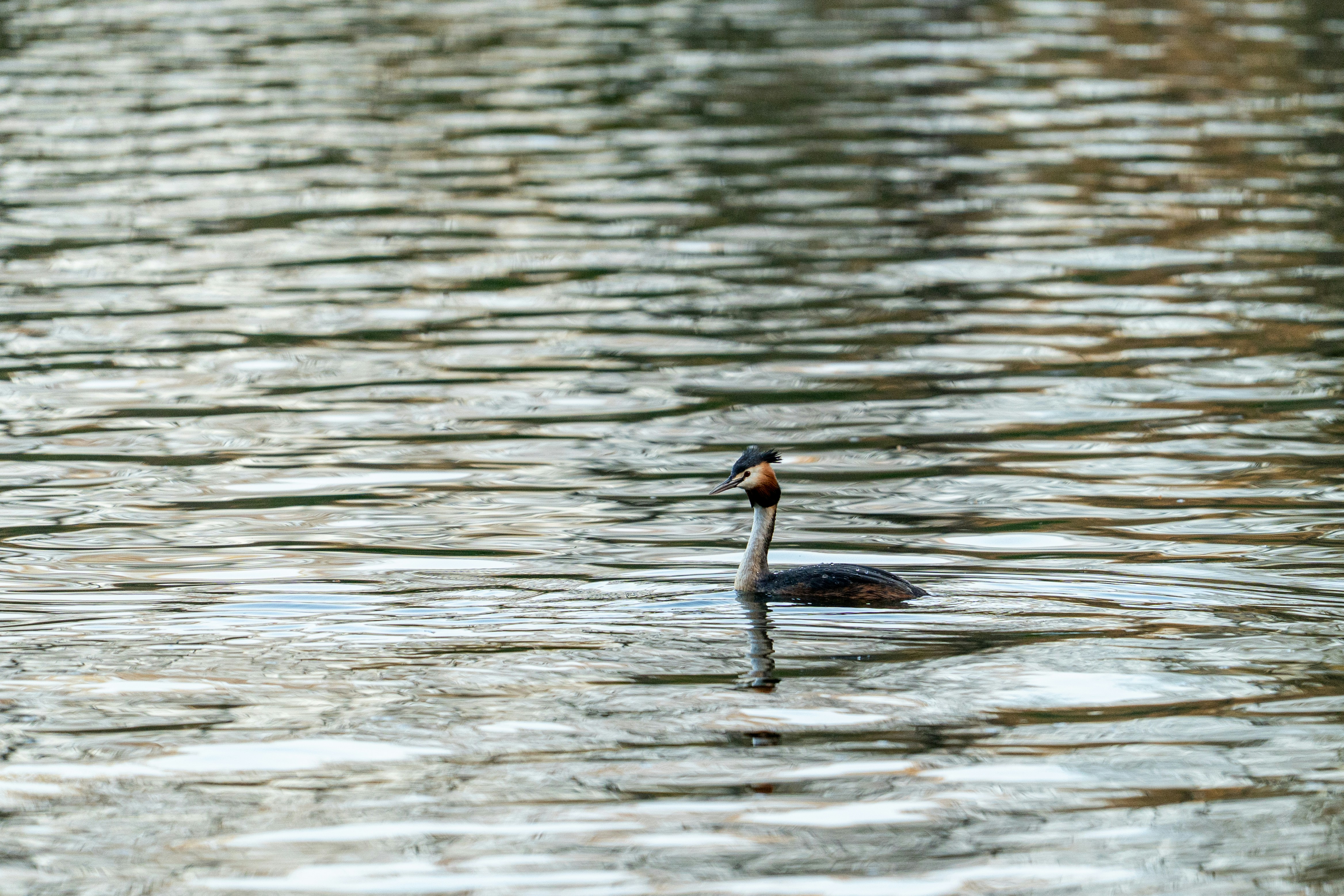 Photo by robertschwarz