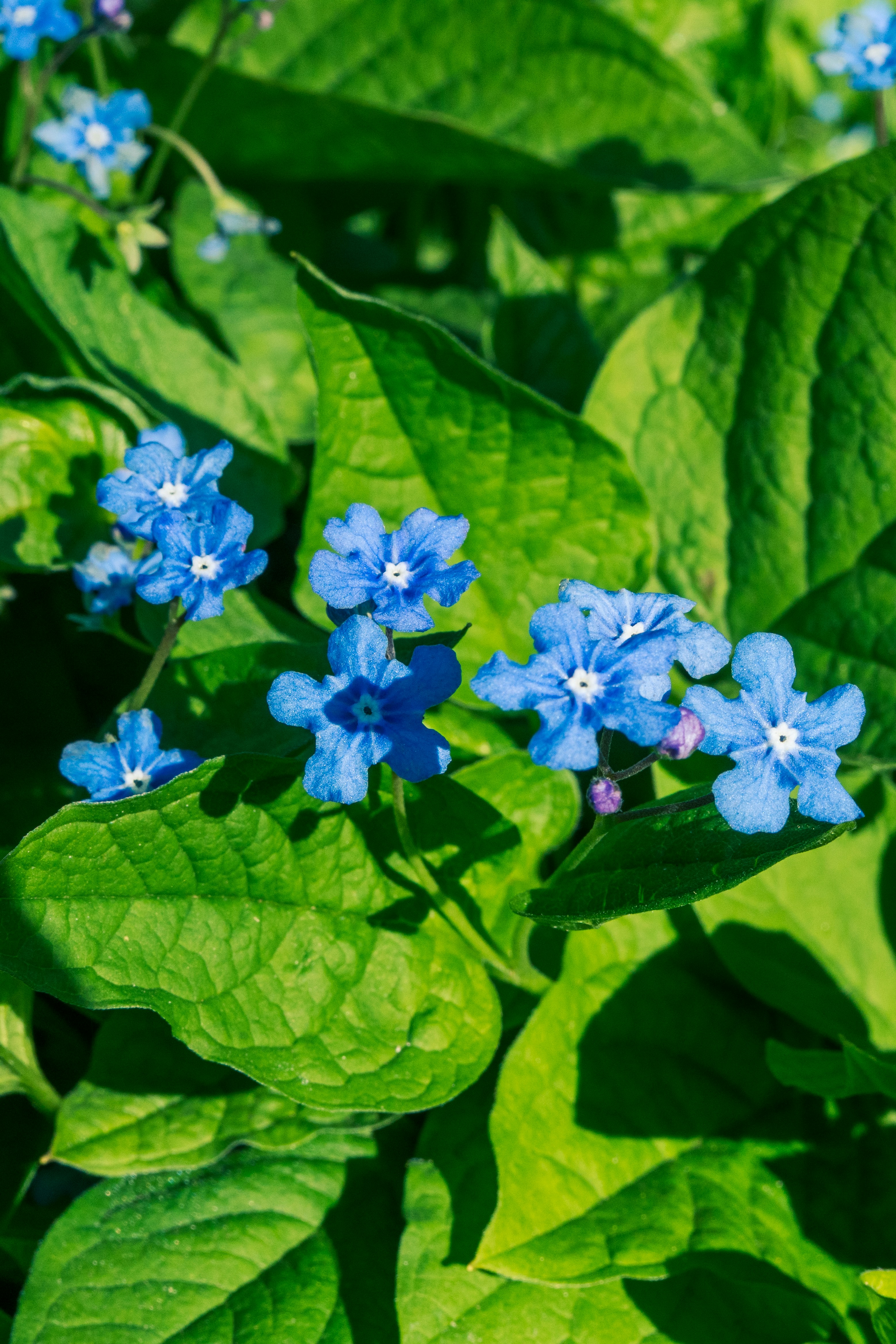 Photo by robertschwarz