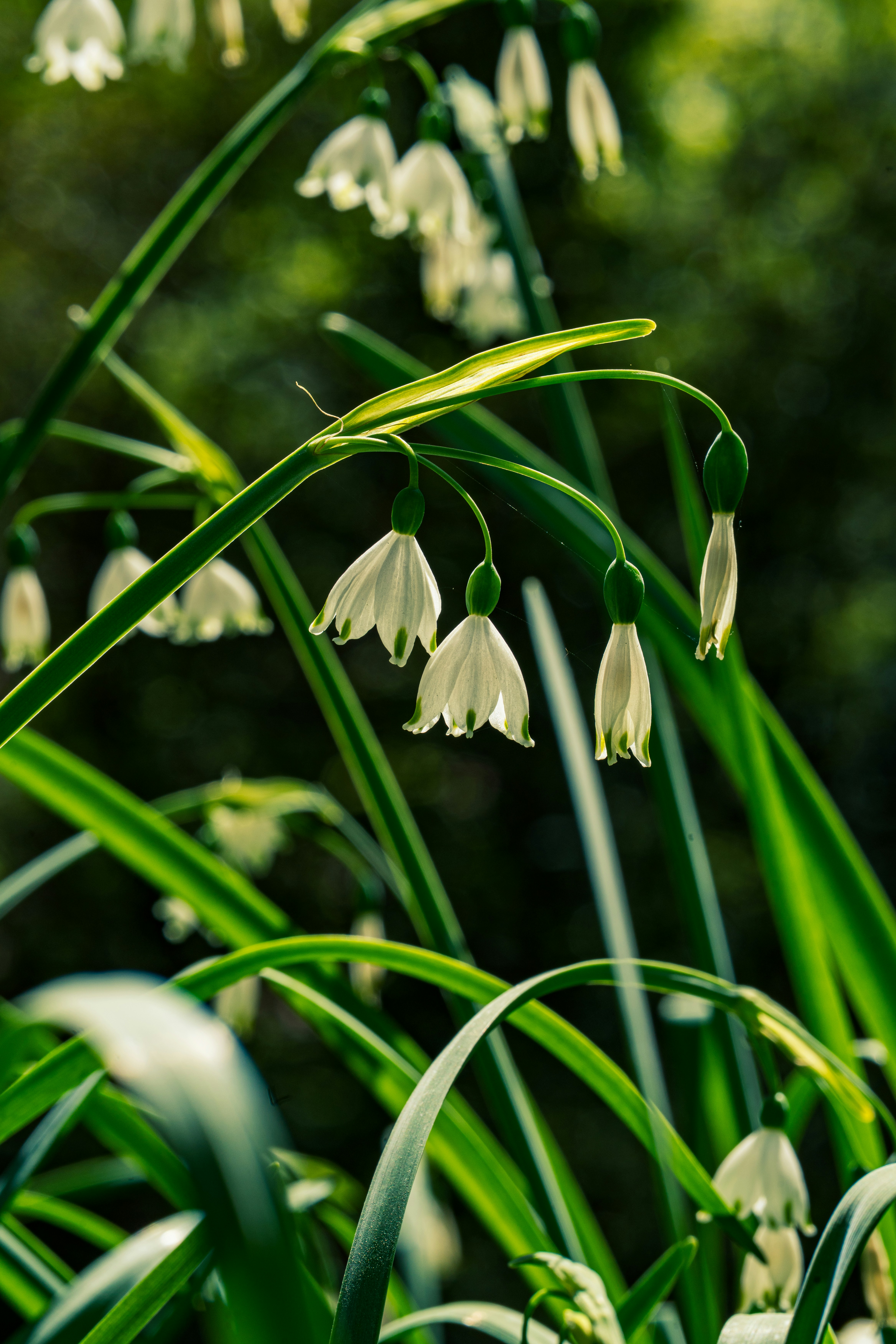 Photo by robertschwarz