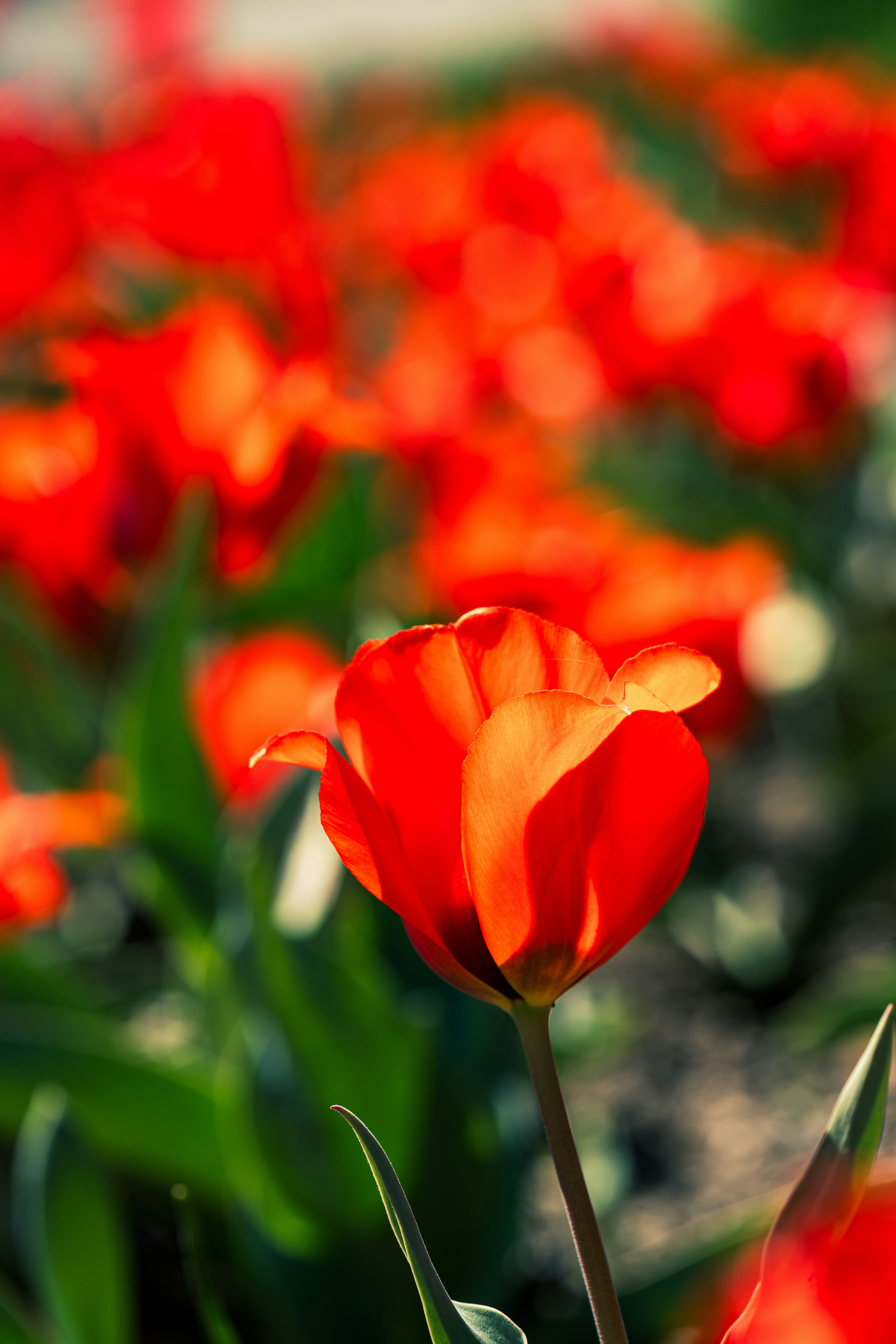 Photo by robertschwarz