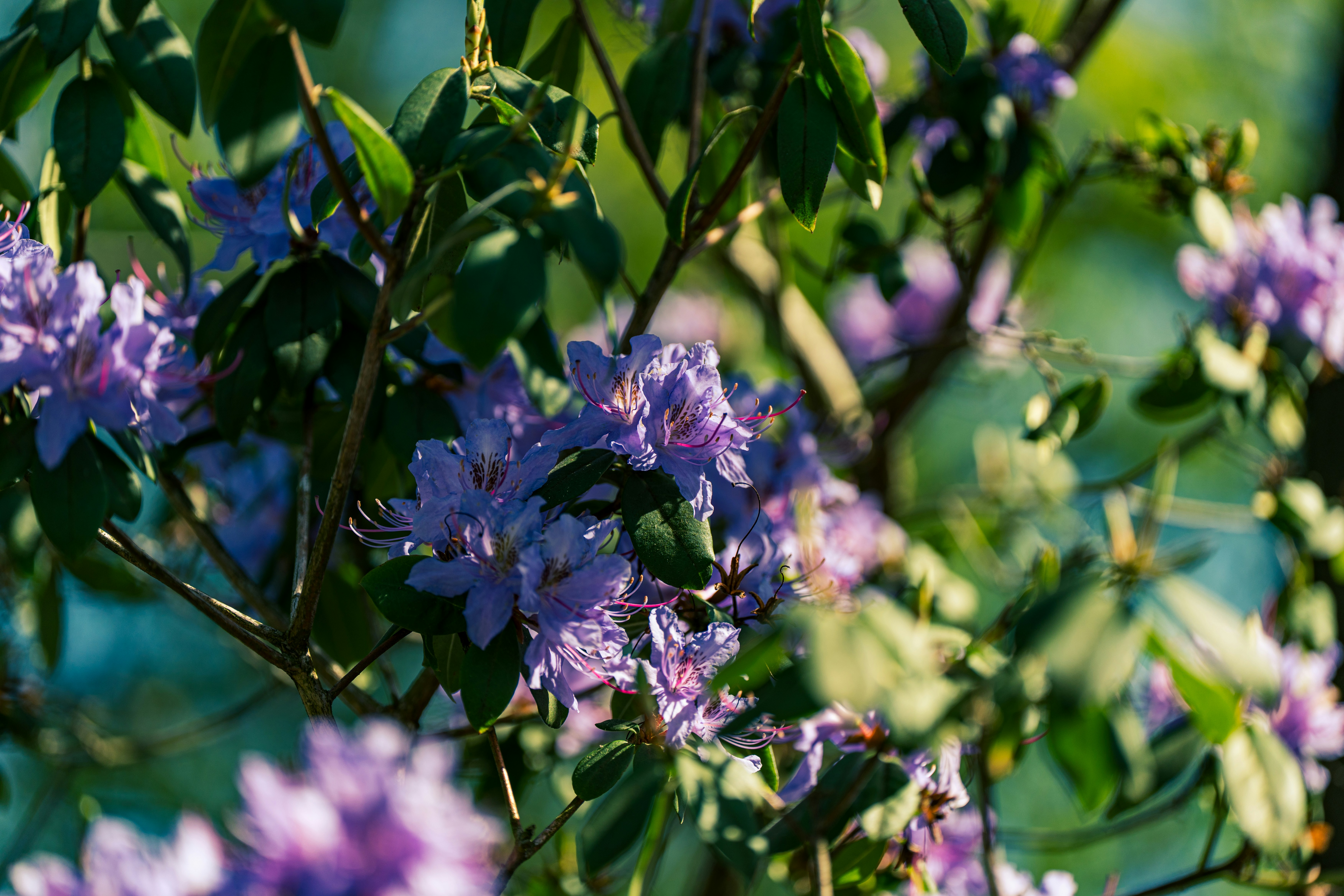 Photo by robertschwarz